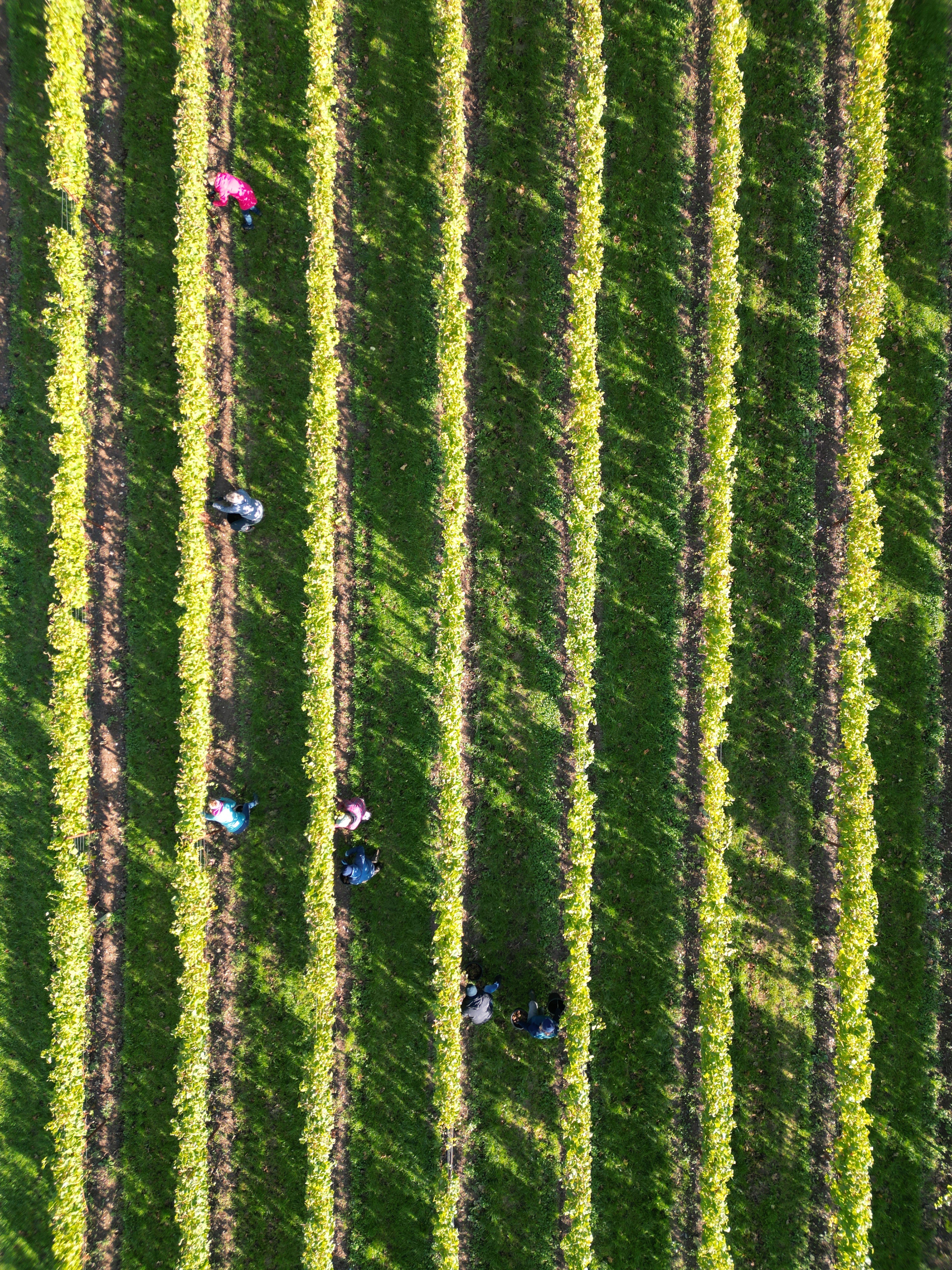 'Making Waves' Bantham Vineyard Tour & Tasting