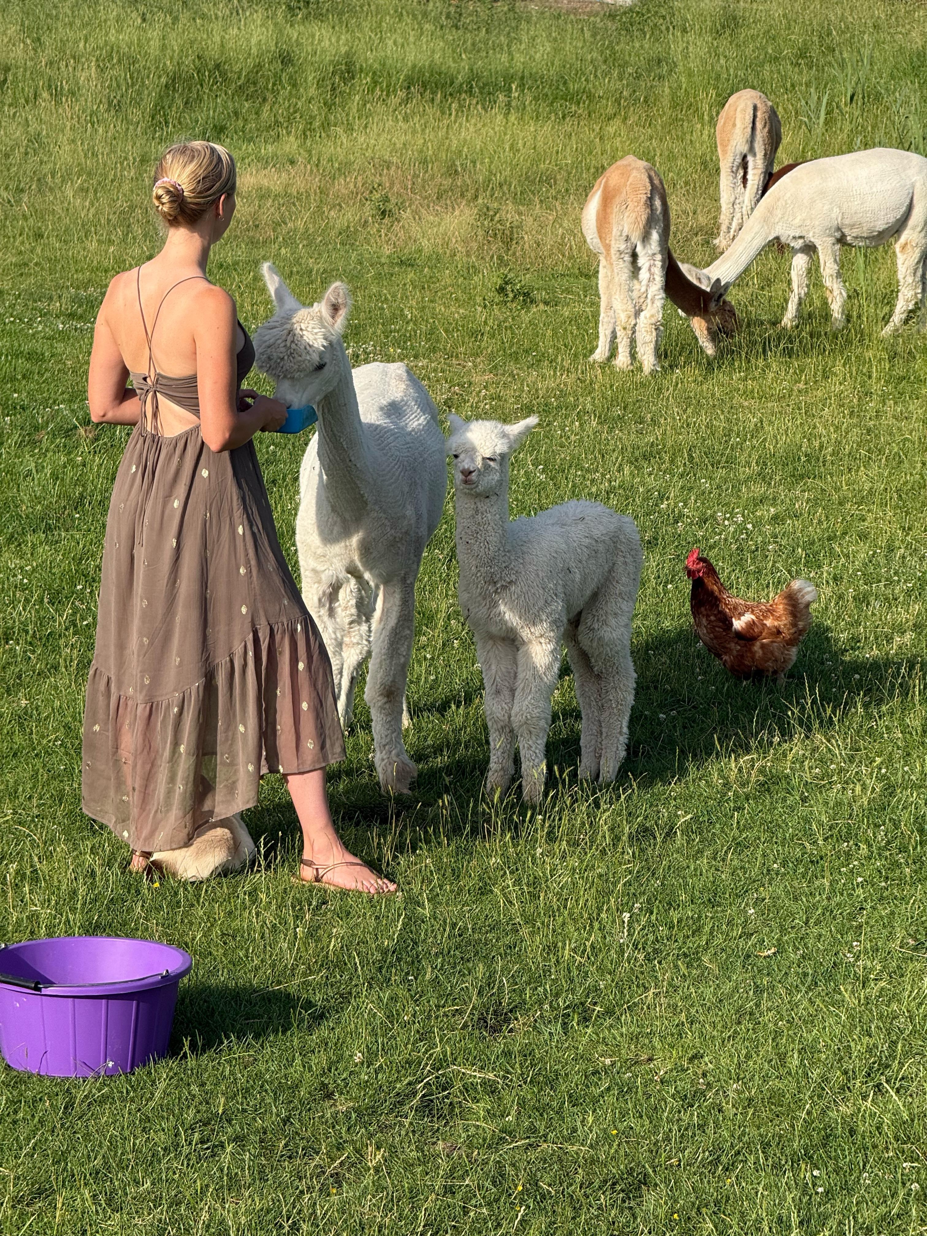 Alpaca Meet & Greet Experience