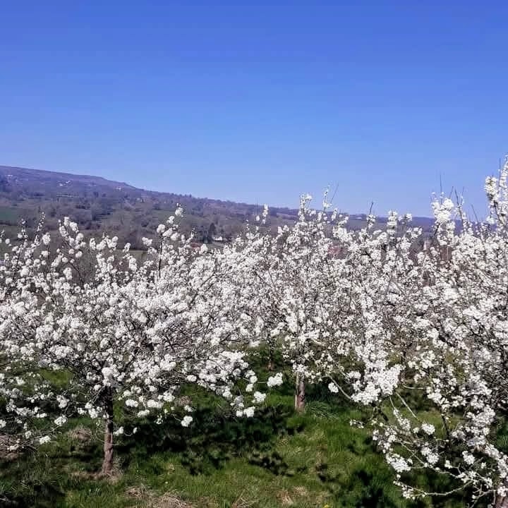 Free Farm walks around my Organic Fruit Farm