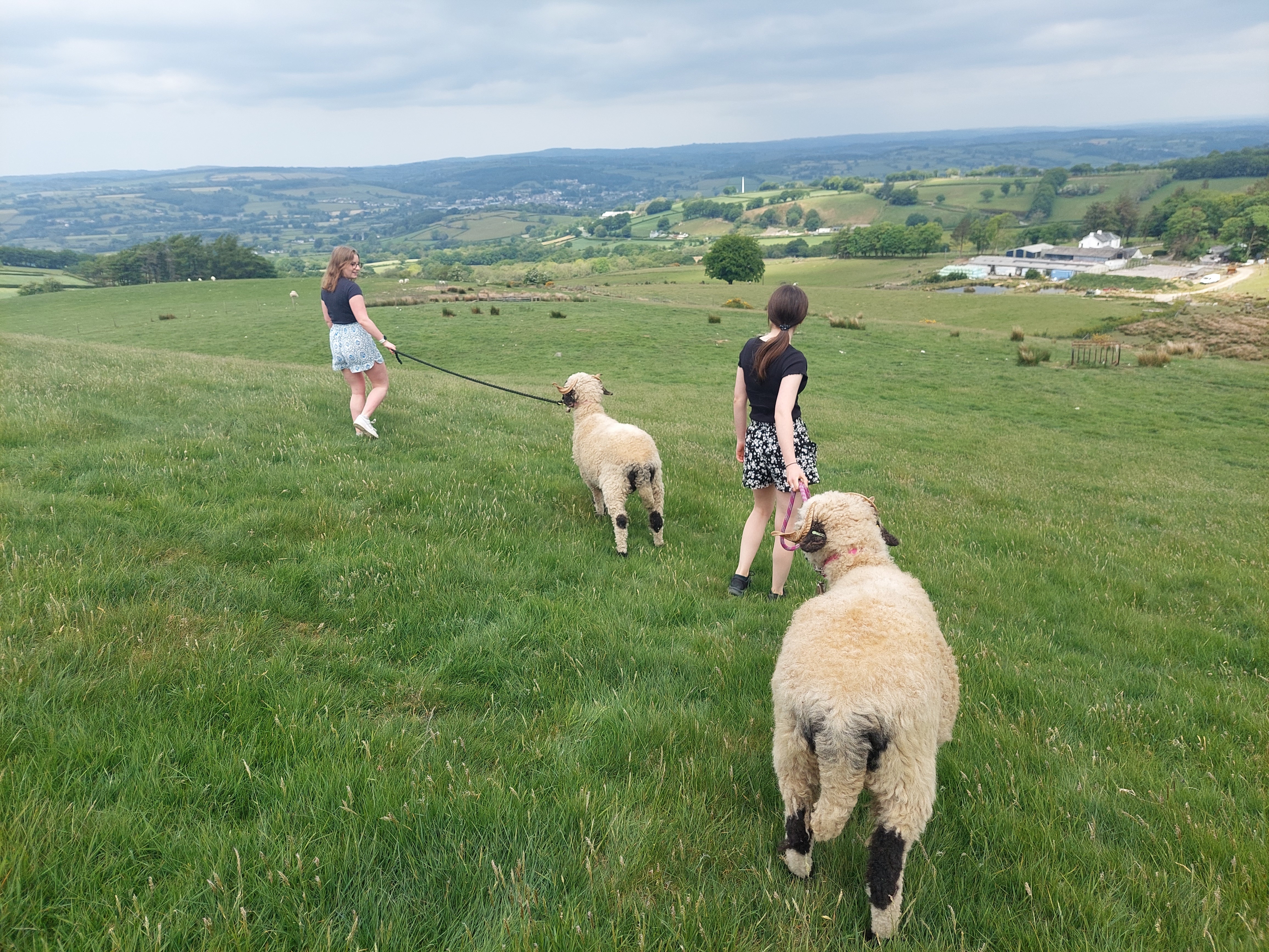 Swiss Blacknose Valais Sheep Experience / Sheep Trekking