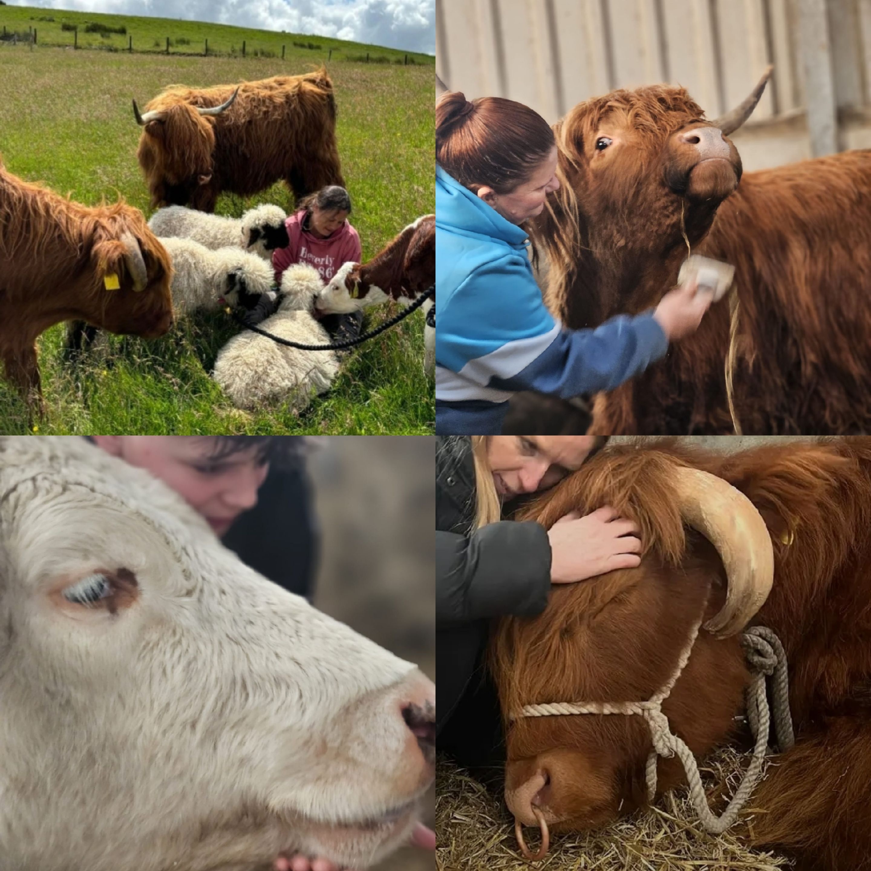 Highland Cow Experience
