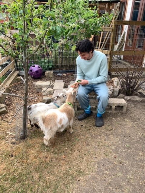 Meet the Chickens, Bantams & Pygmy Goats