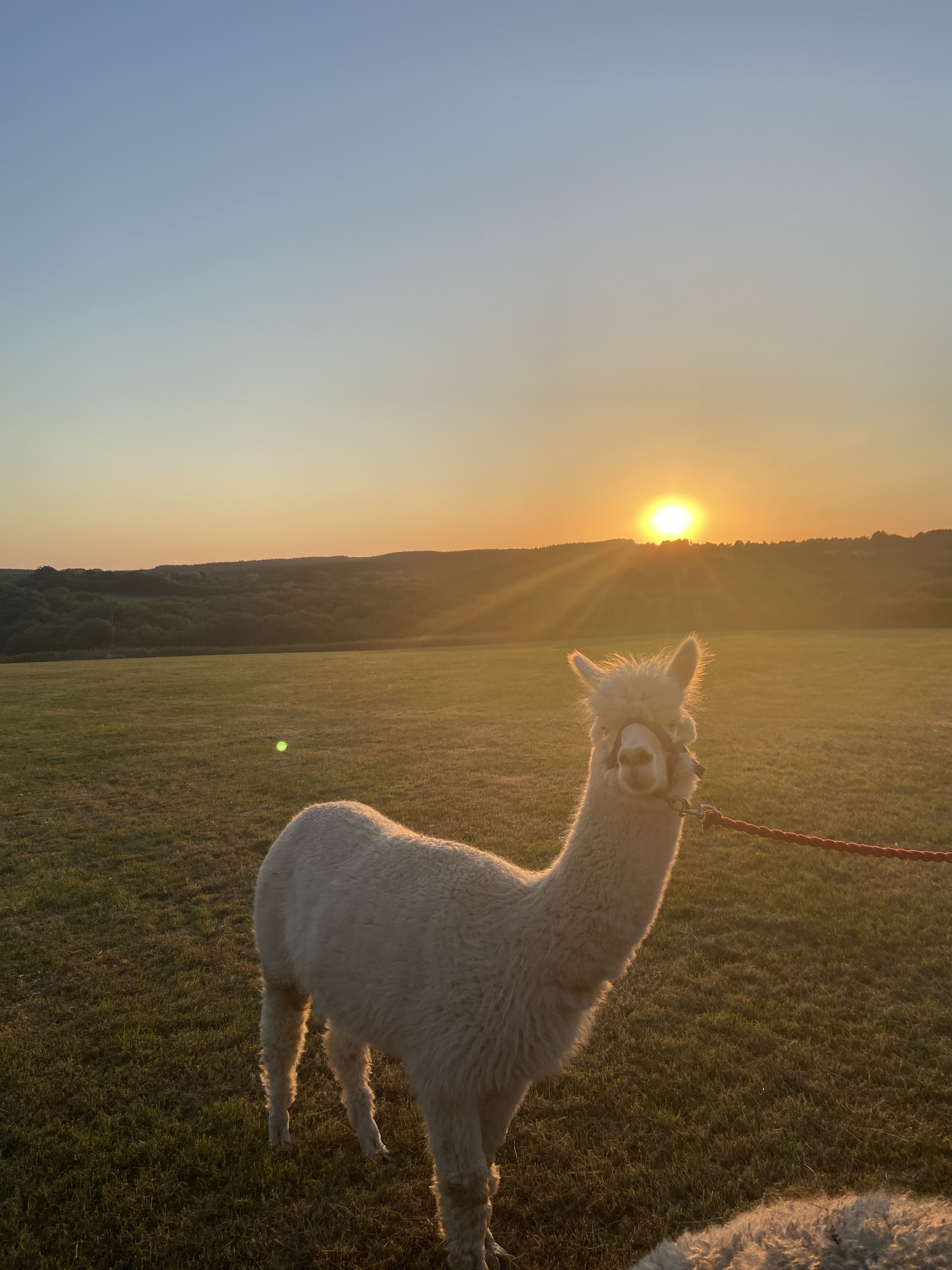 Alpaca Walk