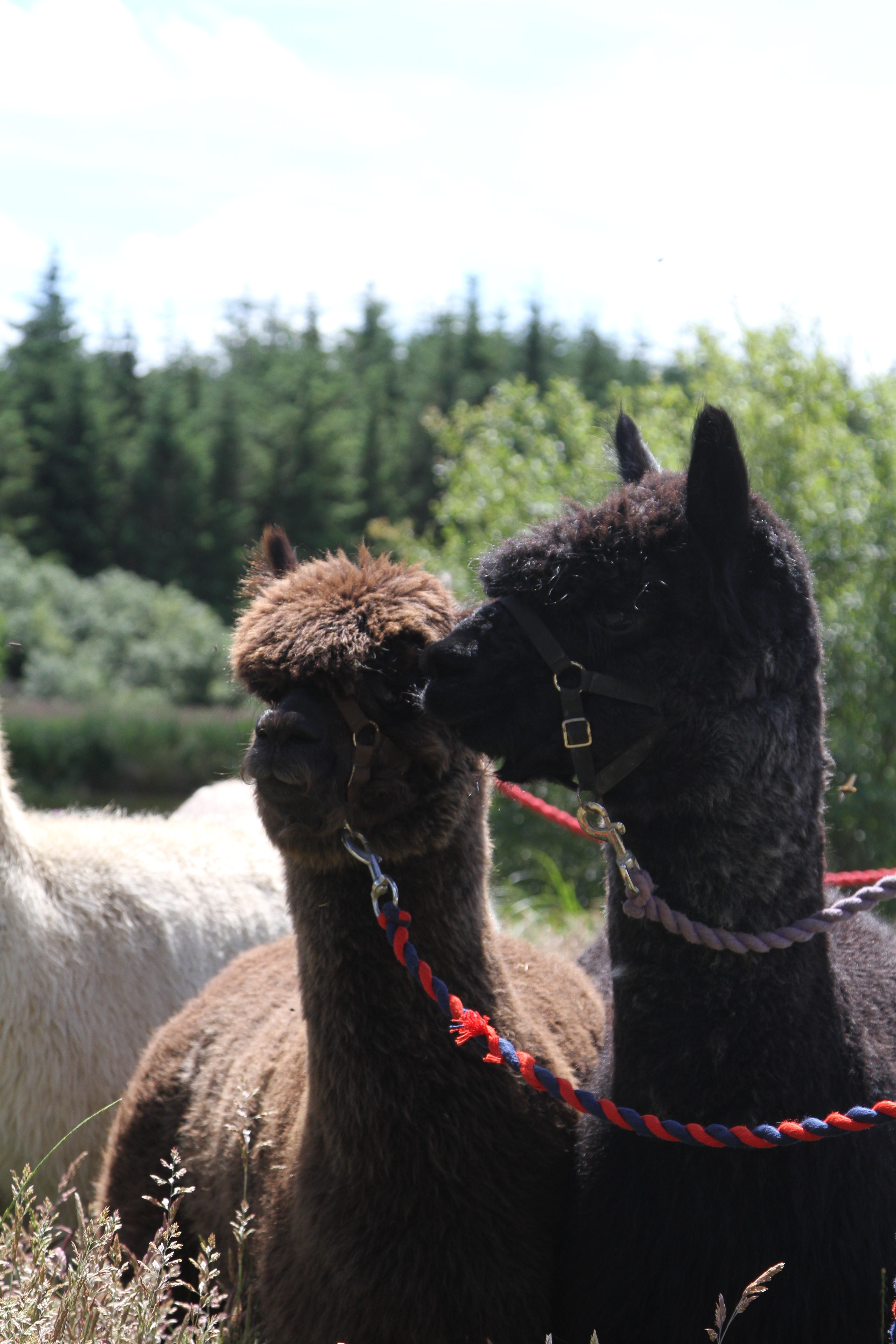 Alpaca walk 1 hour