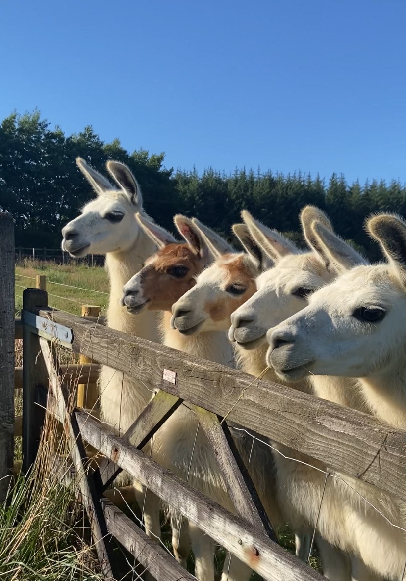 Llama Meet & Greet and Feeding