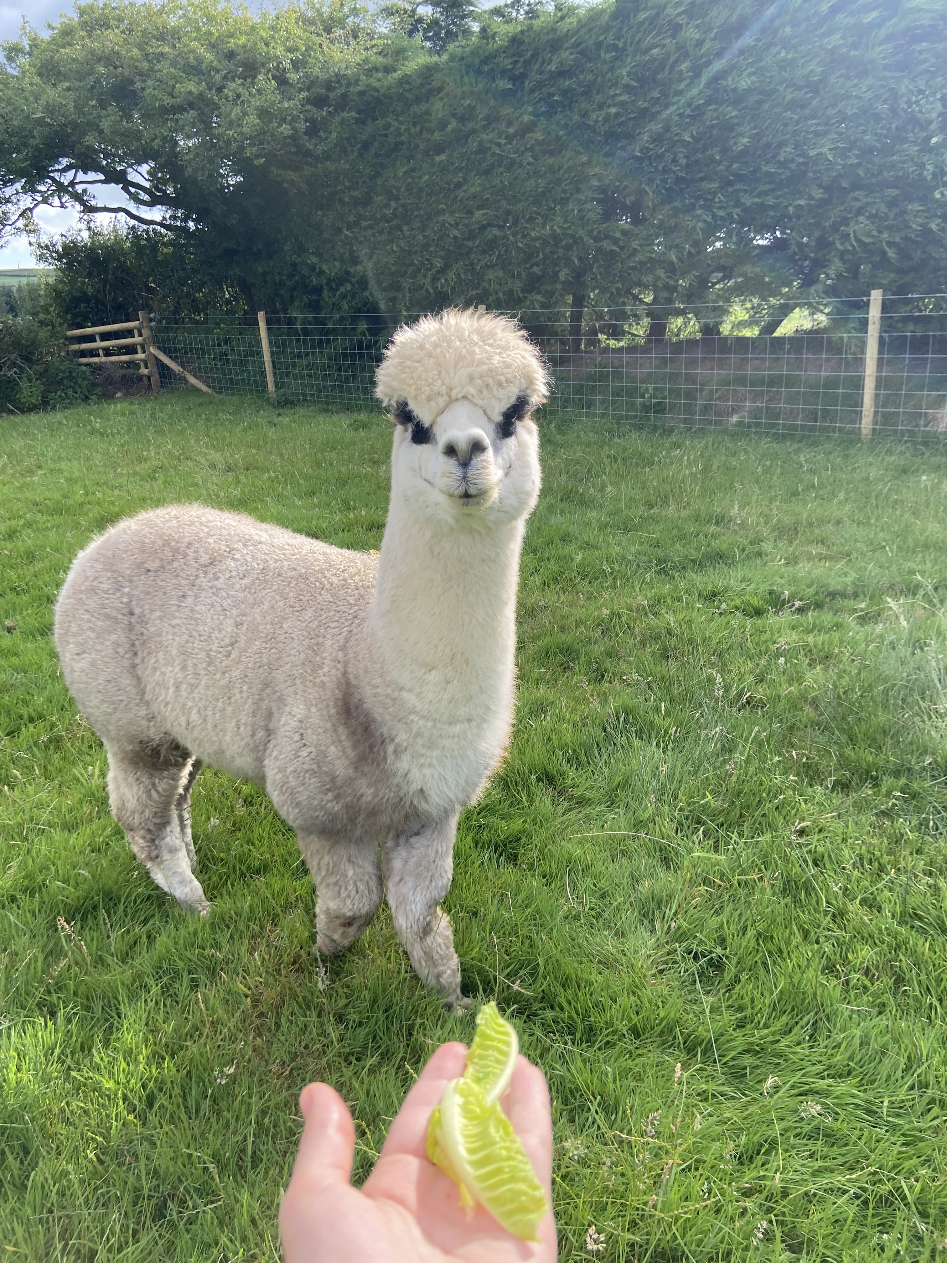 Alpaca Meet & Greet with Feeding