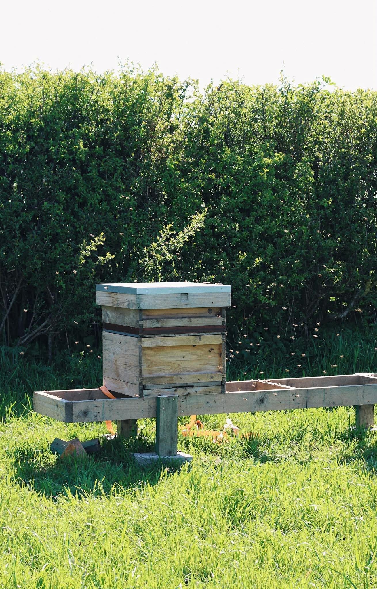 Build a Bee Hive Workshop