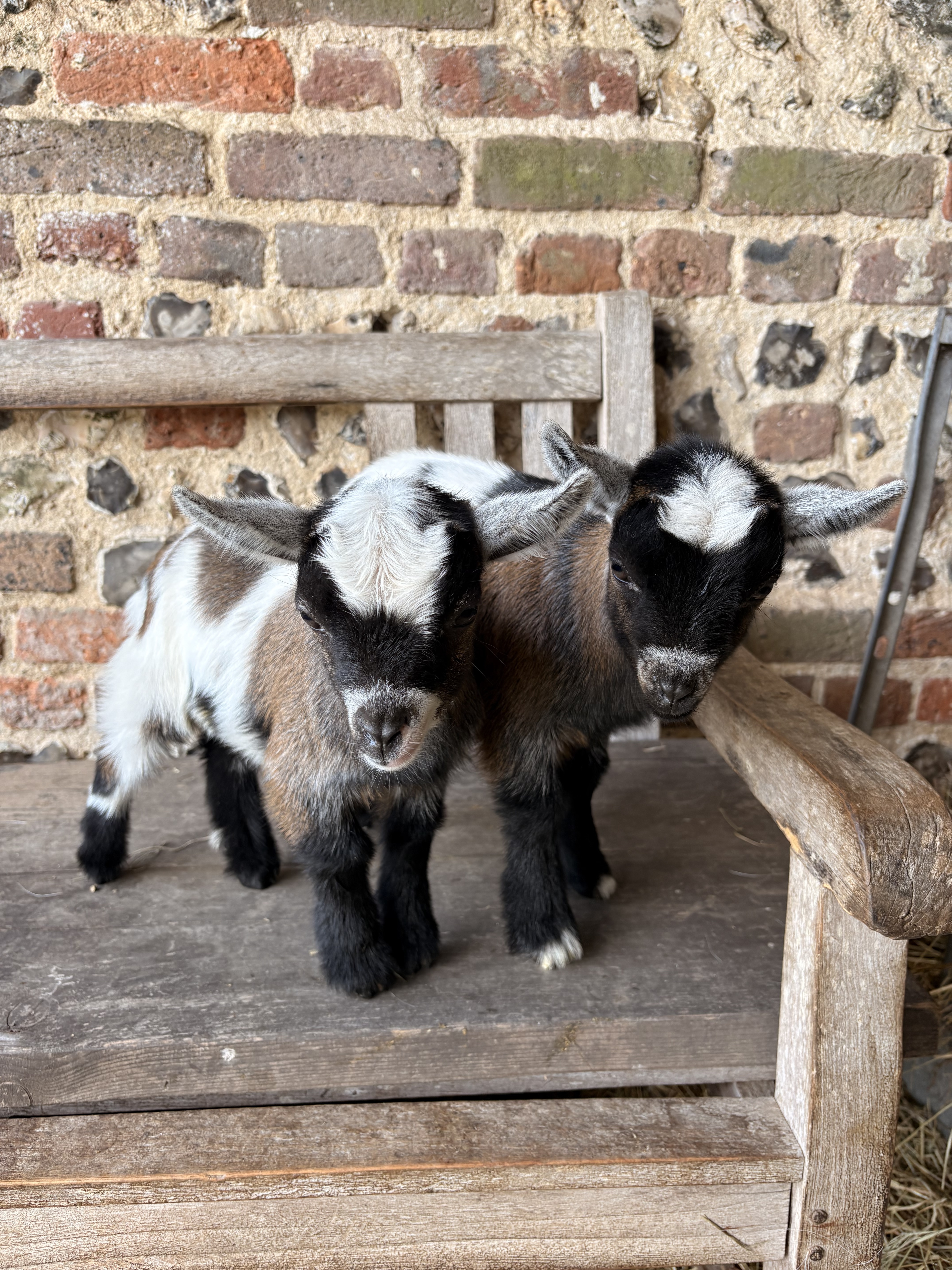 The Giggling Goat Experience