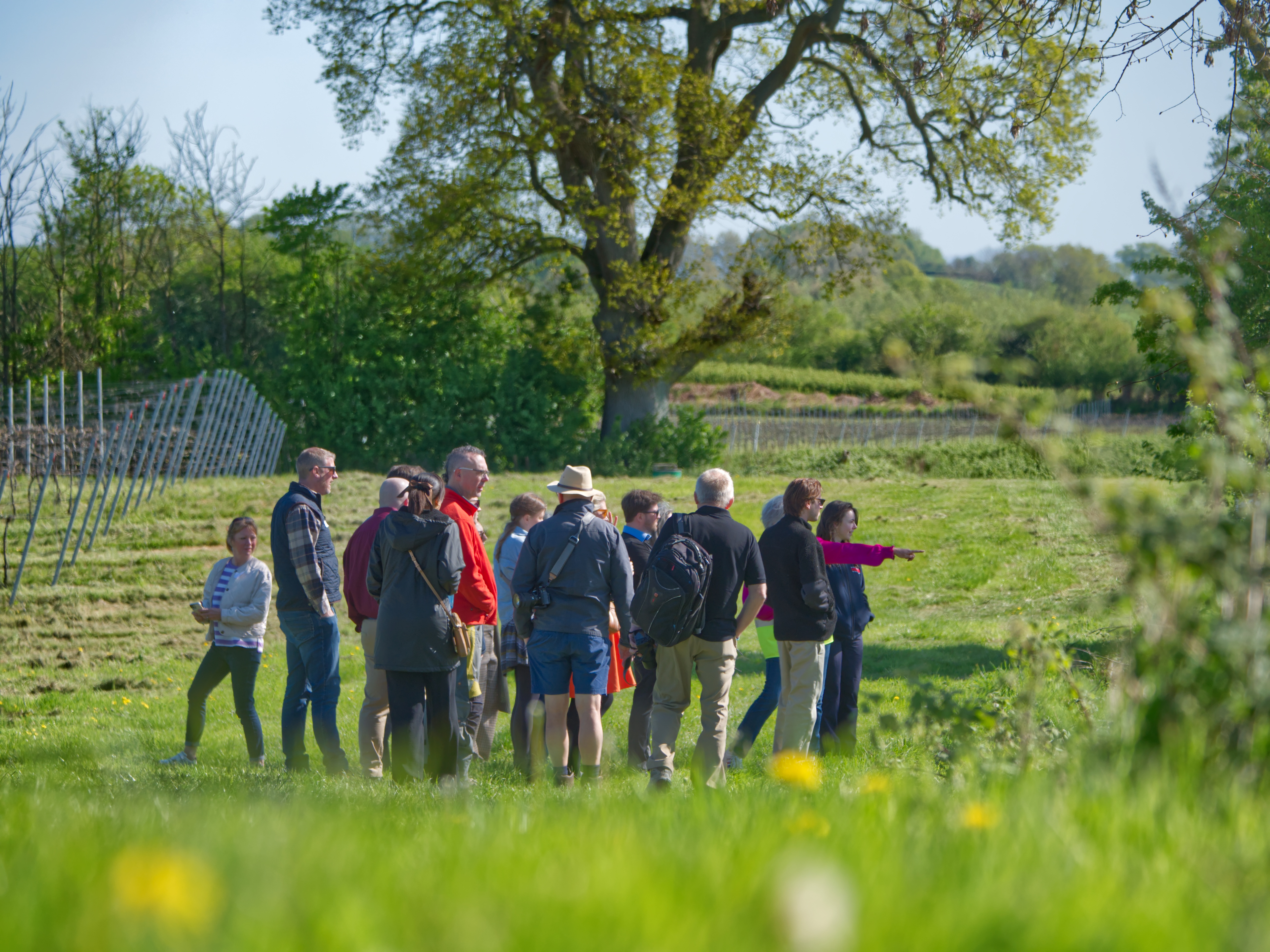 Company Teambuilding Farm Walk with Tastings and lunch options at Vineyard Board Table