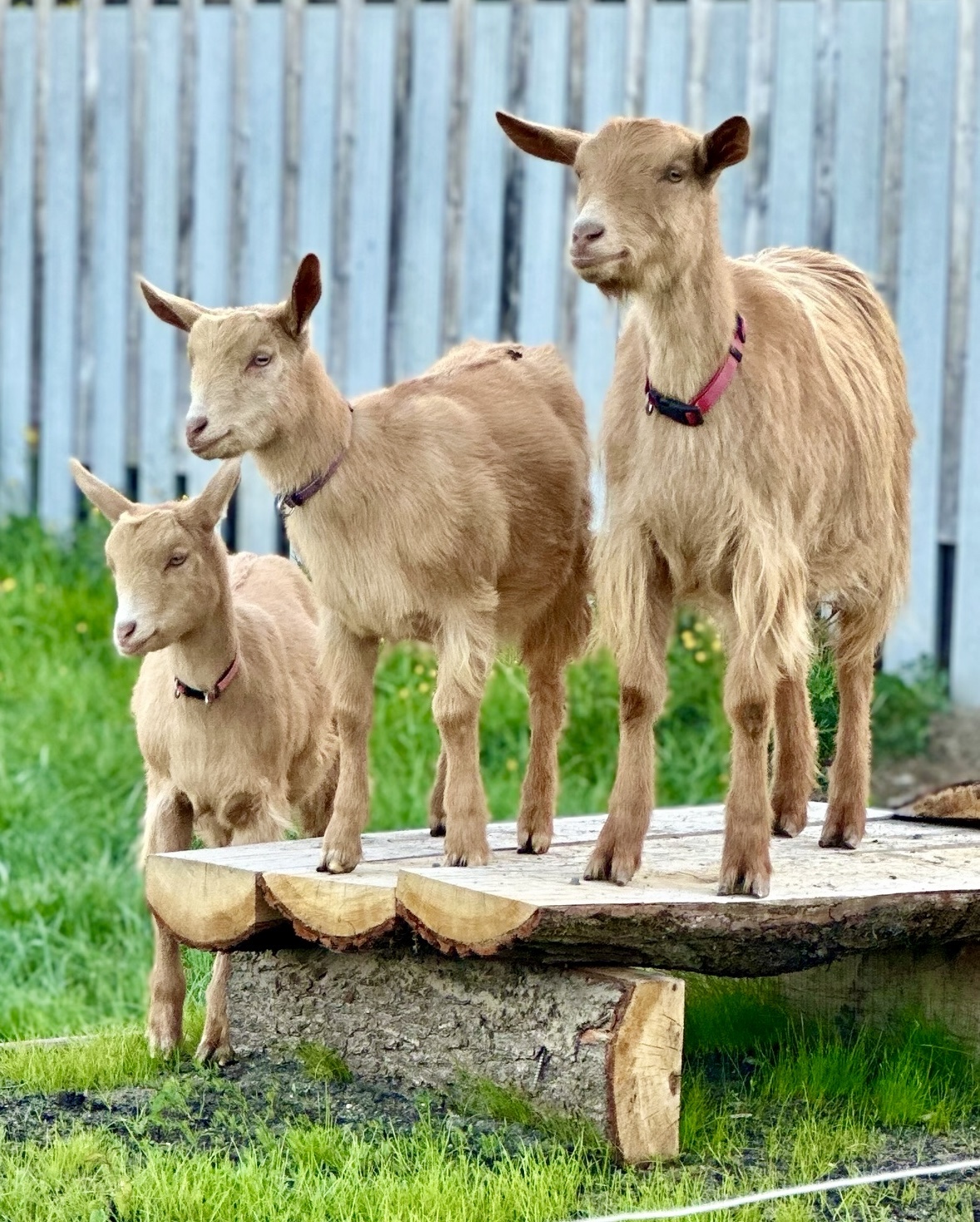 Animal Experience - Meet our friendly farm animals and horses on a guided hands on experience