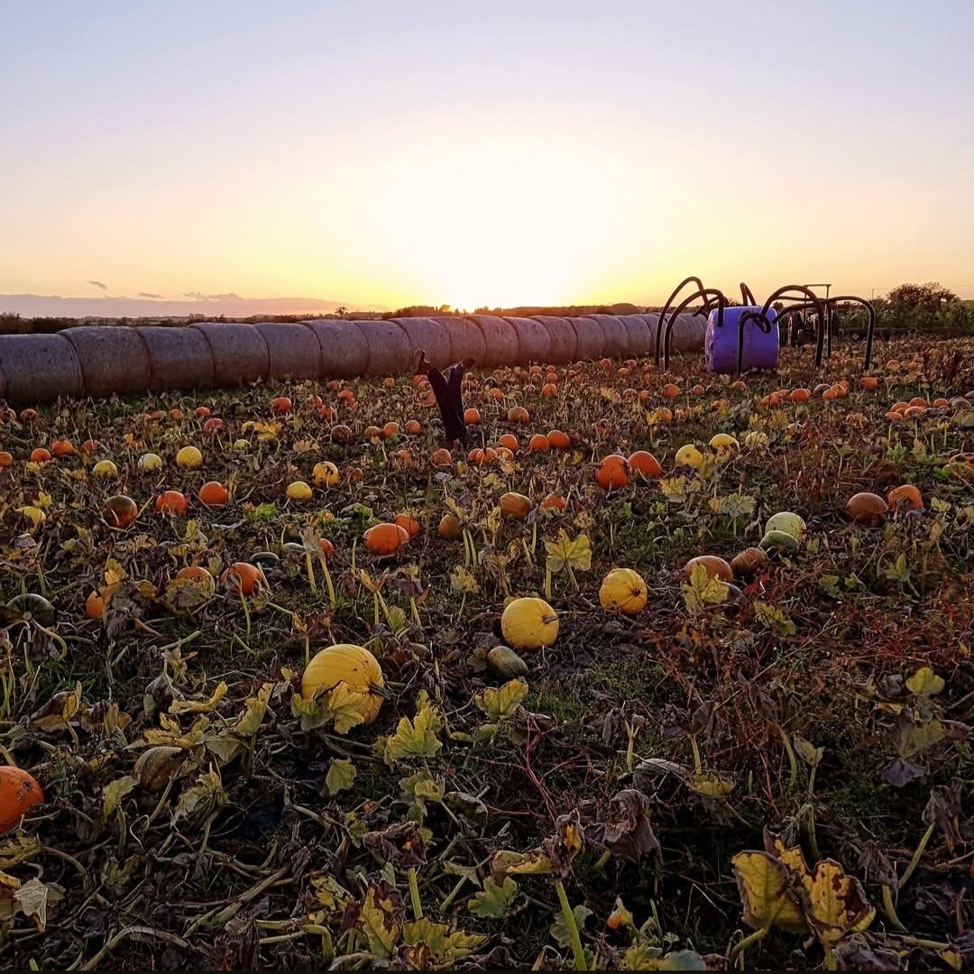 🍂🎃 Oxford Farm Pumpkin Patch 2026 🎃🍂