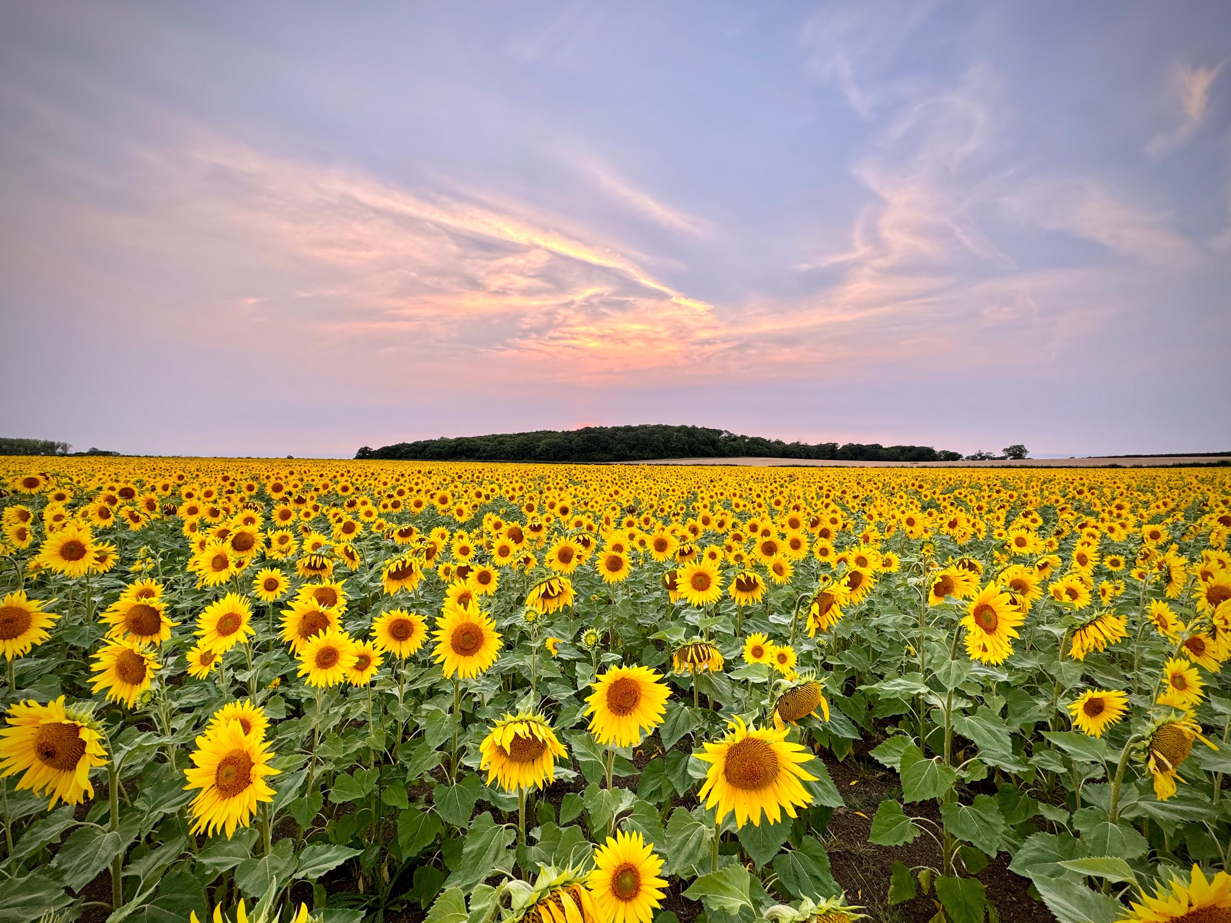 Sunflower Field - Private Hire ~ 1 mile south of Grafham Water