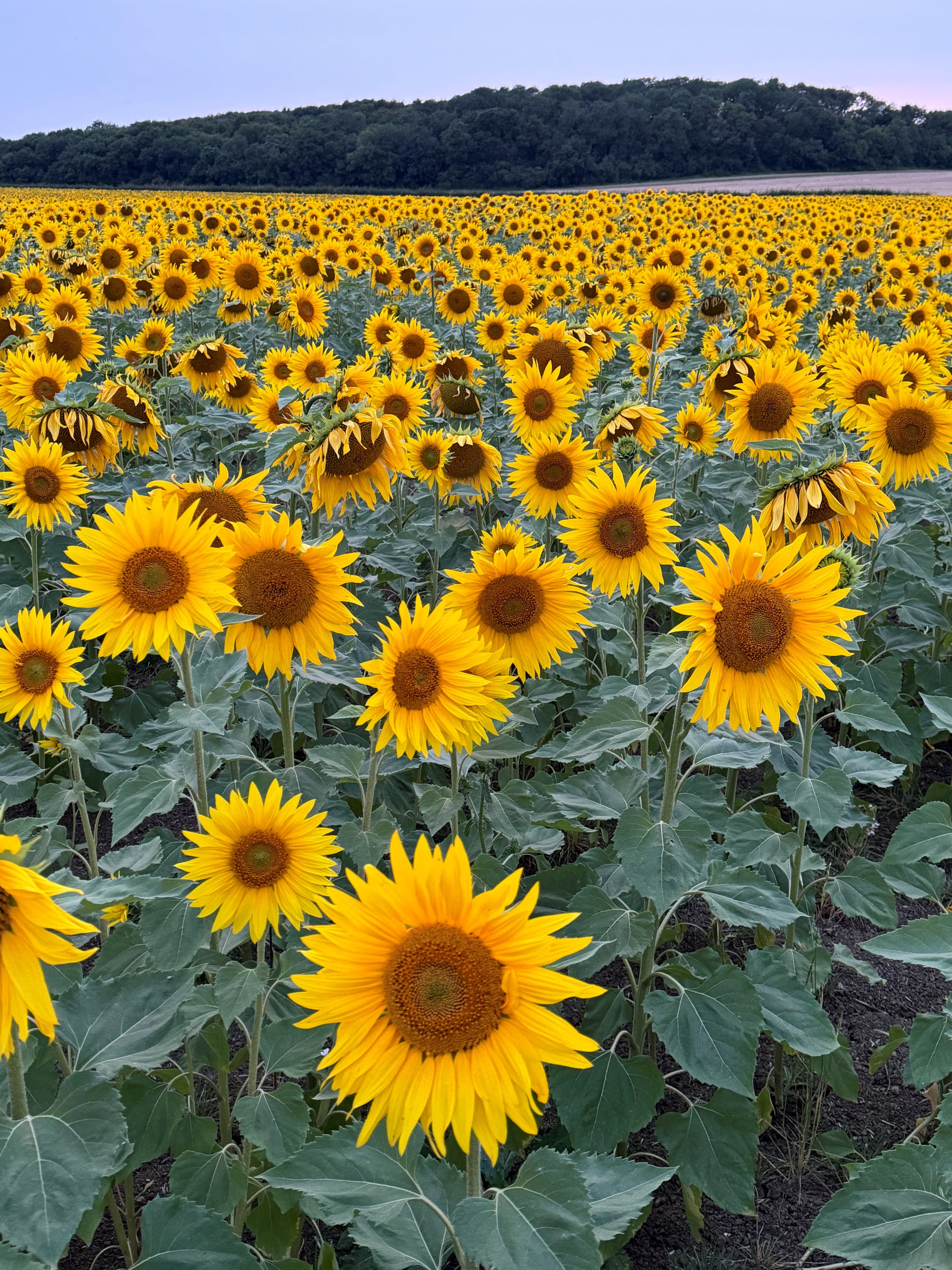 PYO Sunflowers