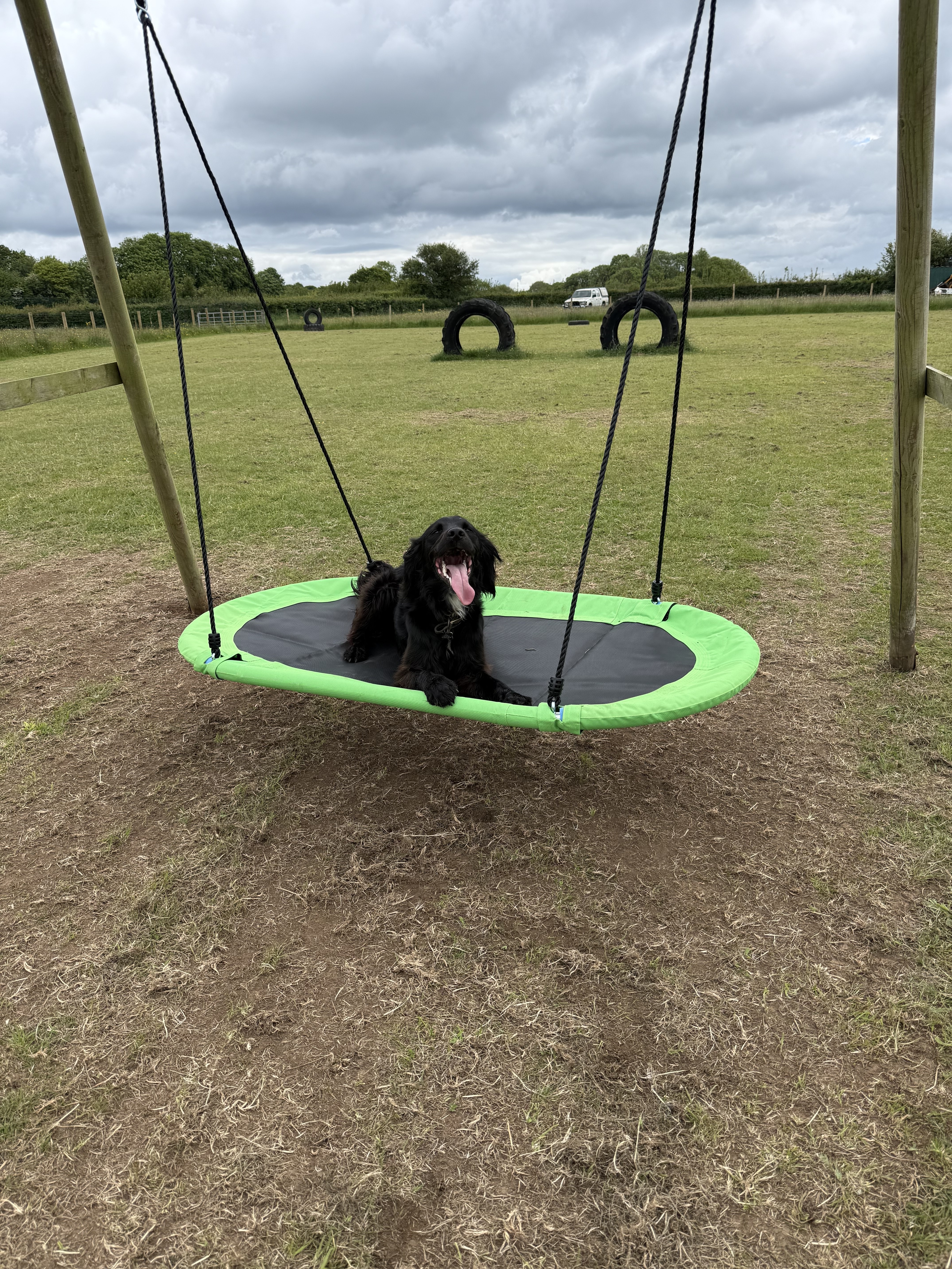 Dog Freedom Field 4 paws Coity