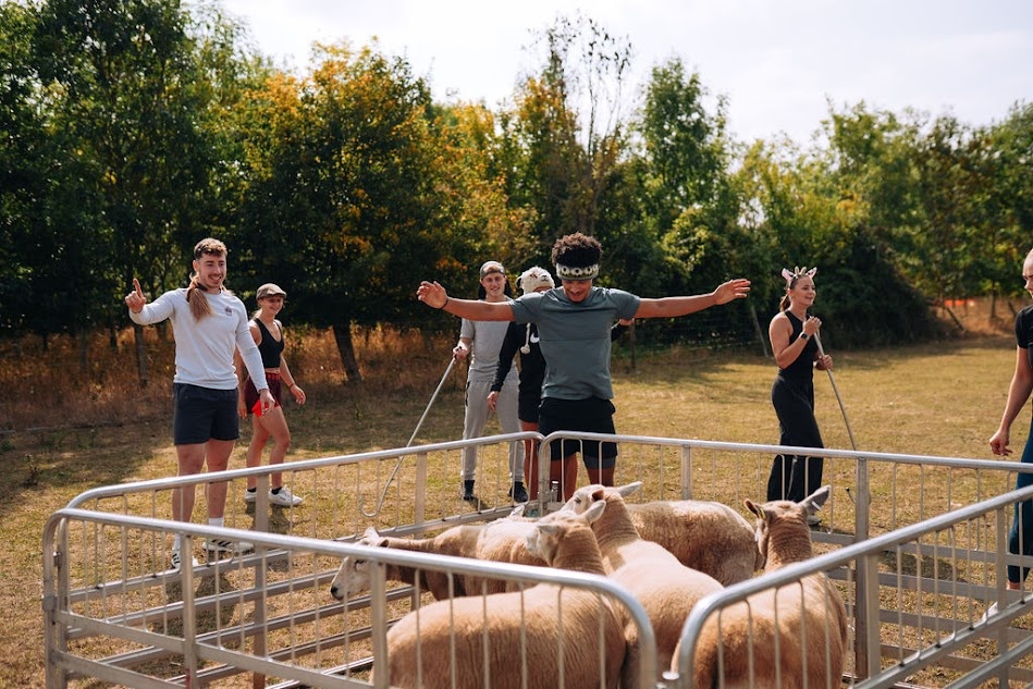 Sheep herding challenge