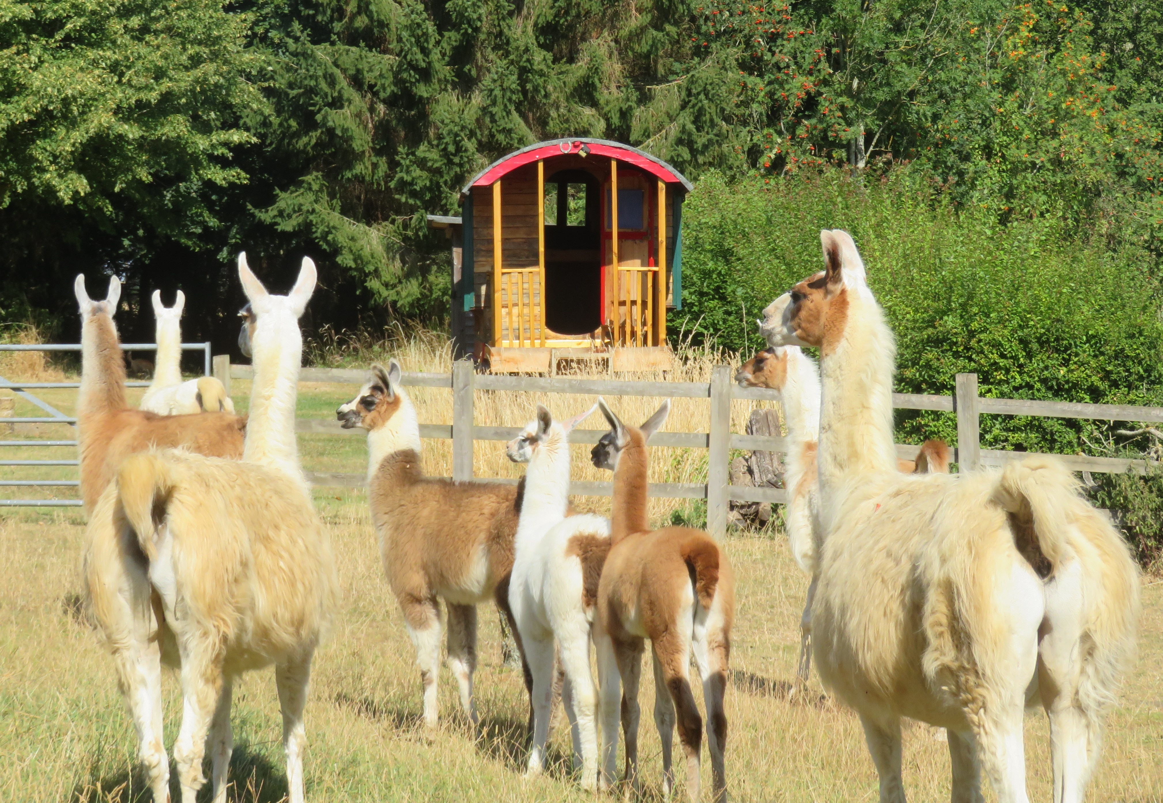 Hares View Gypsy Caravan
