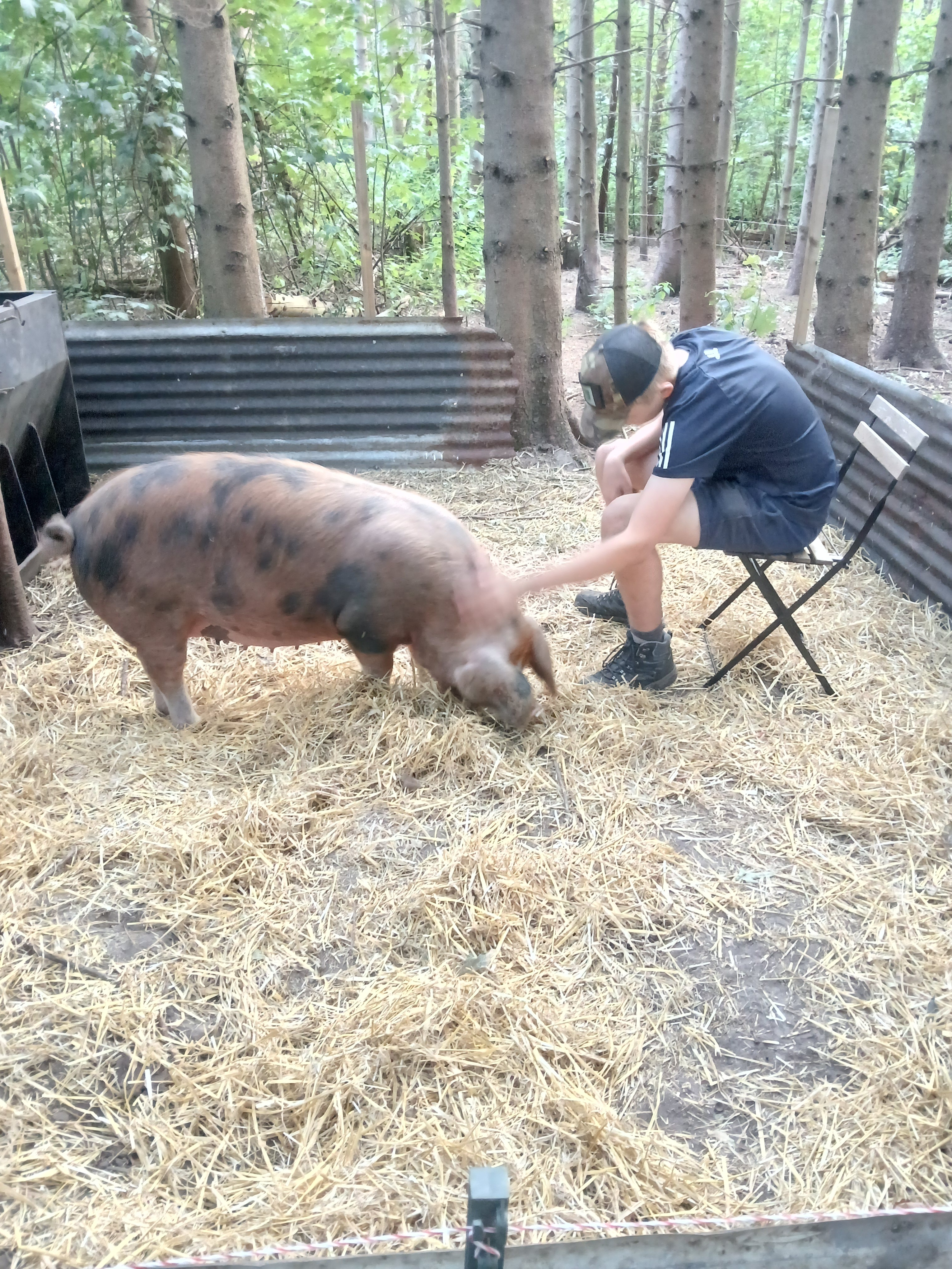 Pig Therapy