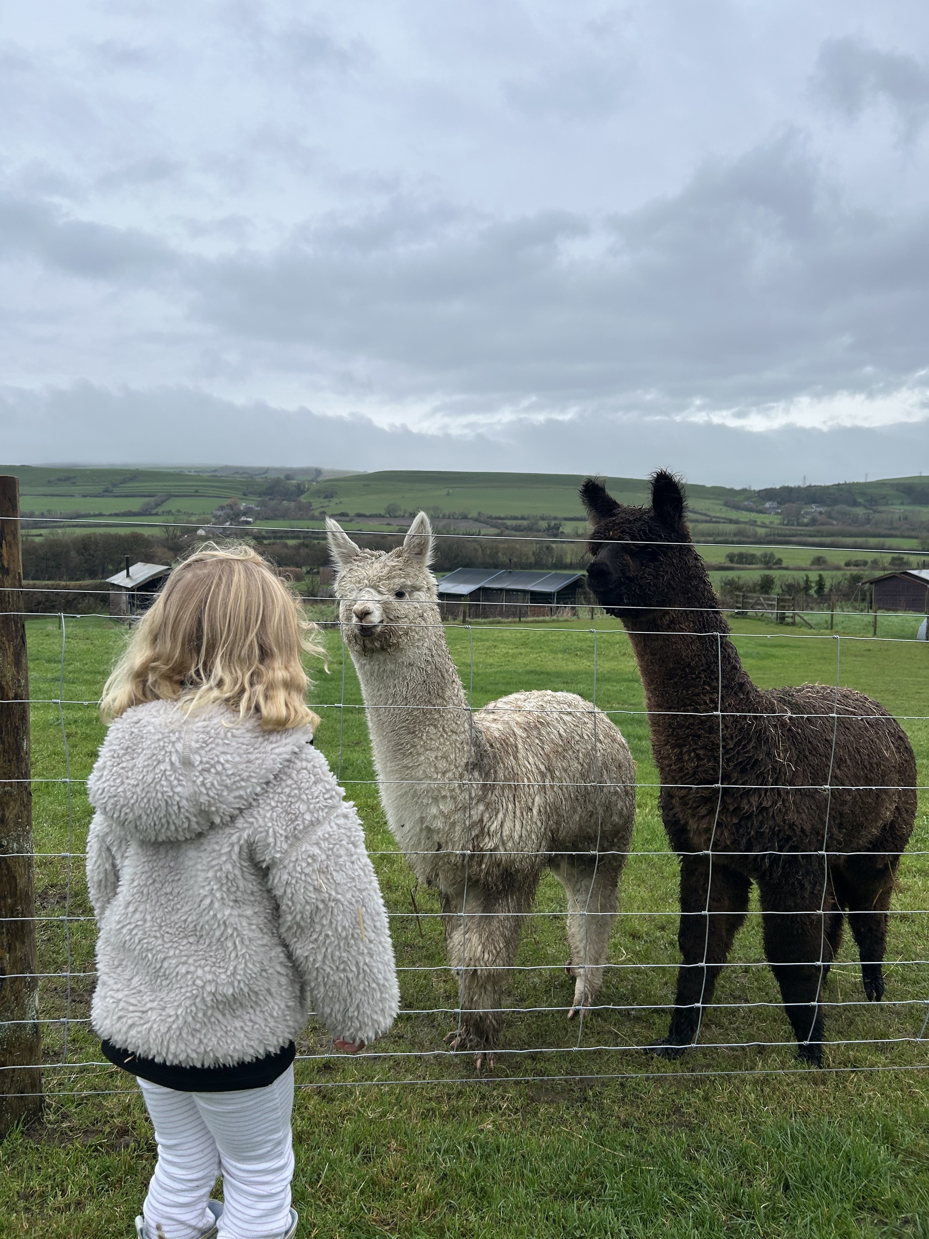 Shilvington Alpaca Walks