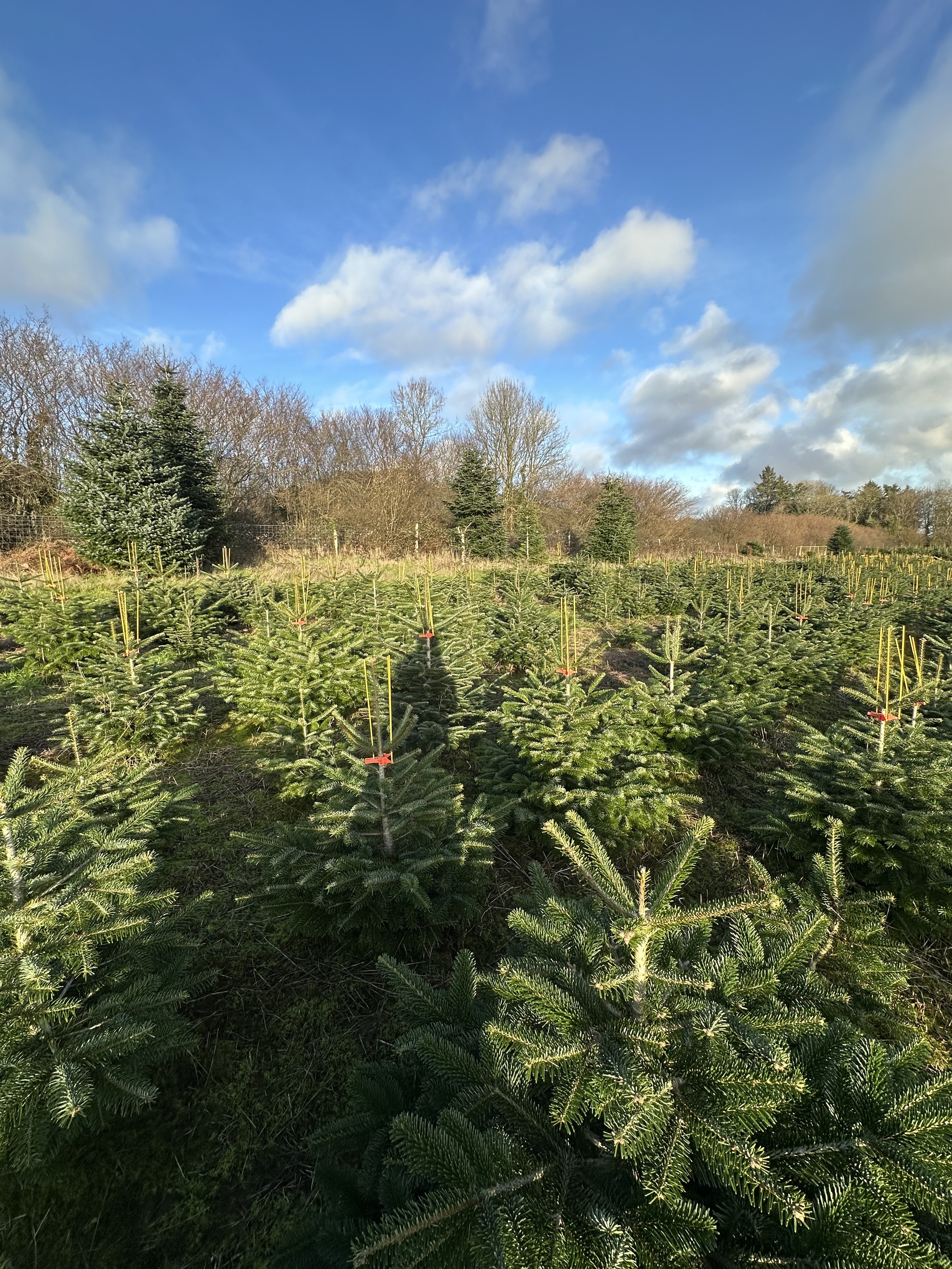 Christmas Tree Choose & Cut Days
