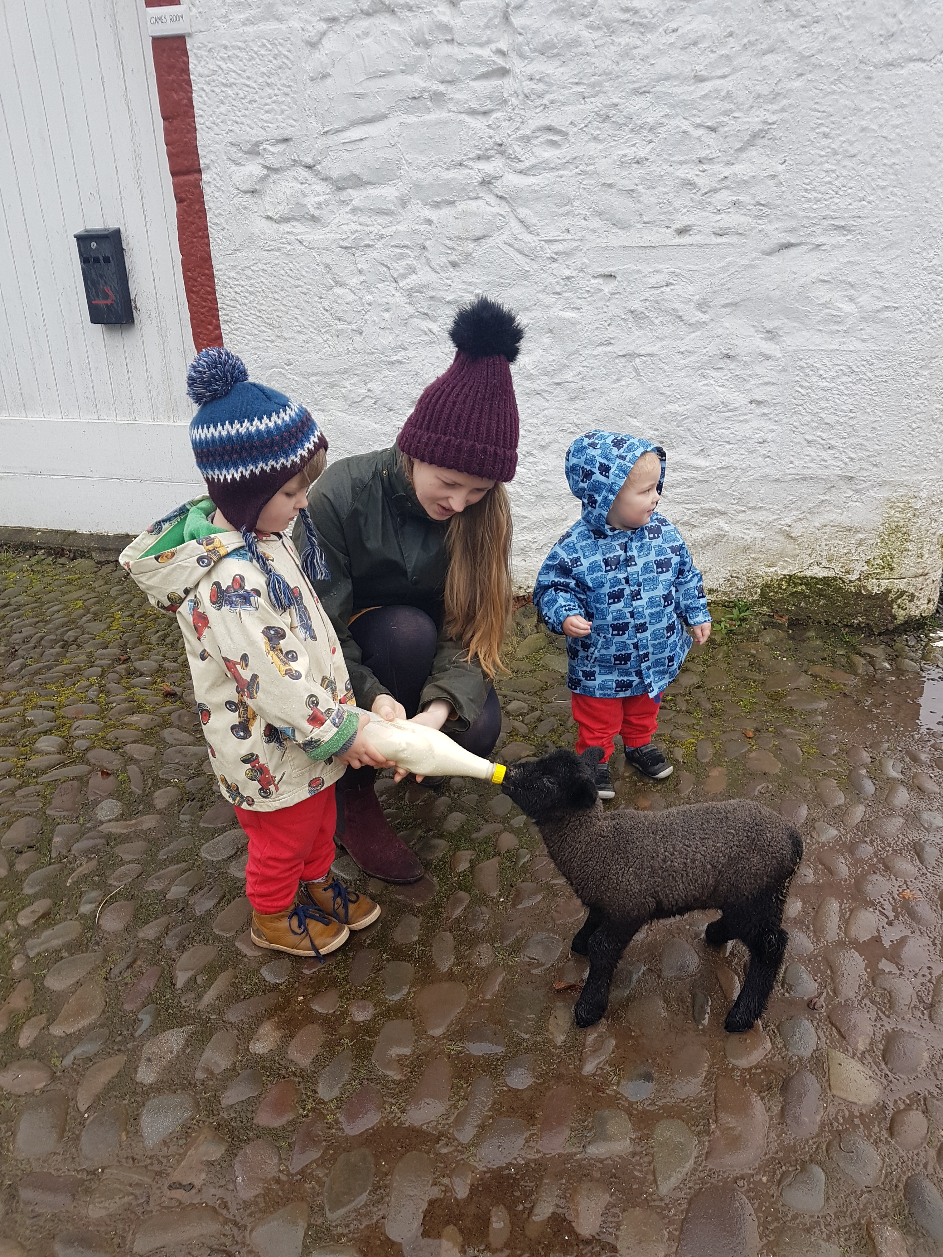 Bottle Feed Lambs - Real Farm Experiences