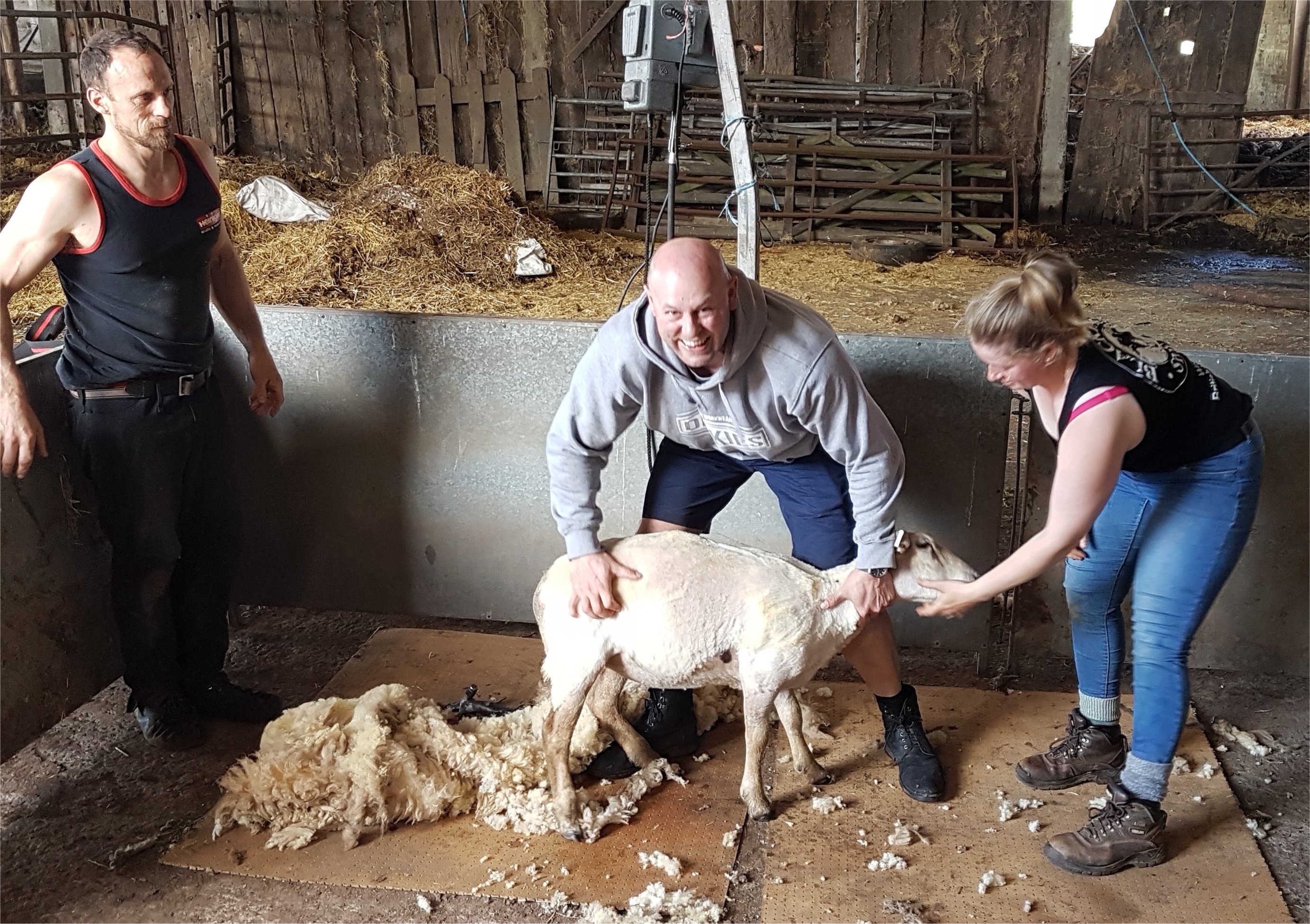 Shear a sheep at Real Farm Experiences at Kirkwood