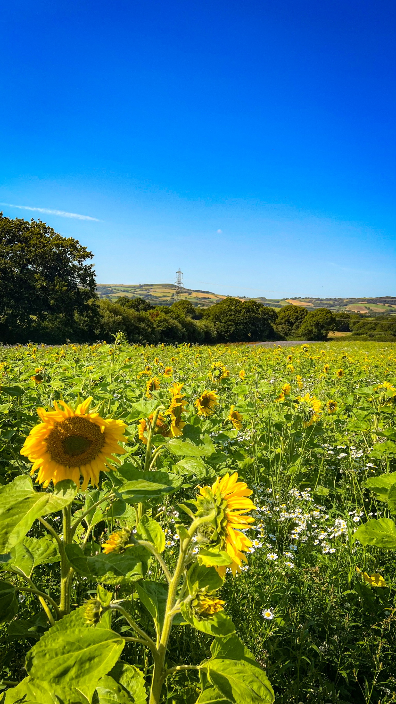 Coppet Hill Sunflower Trail