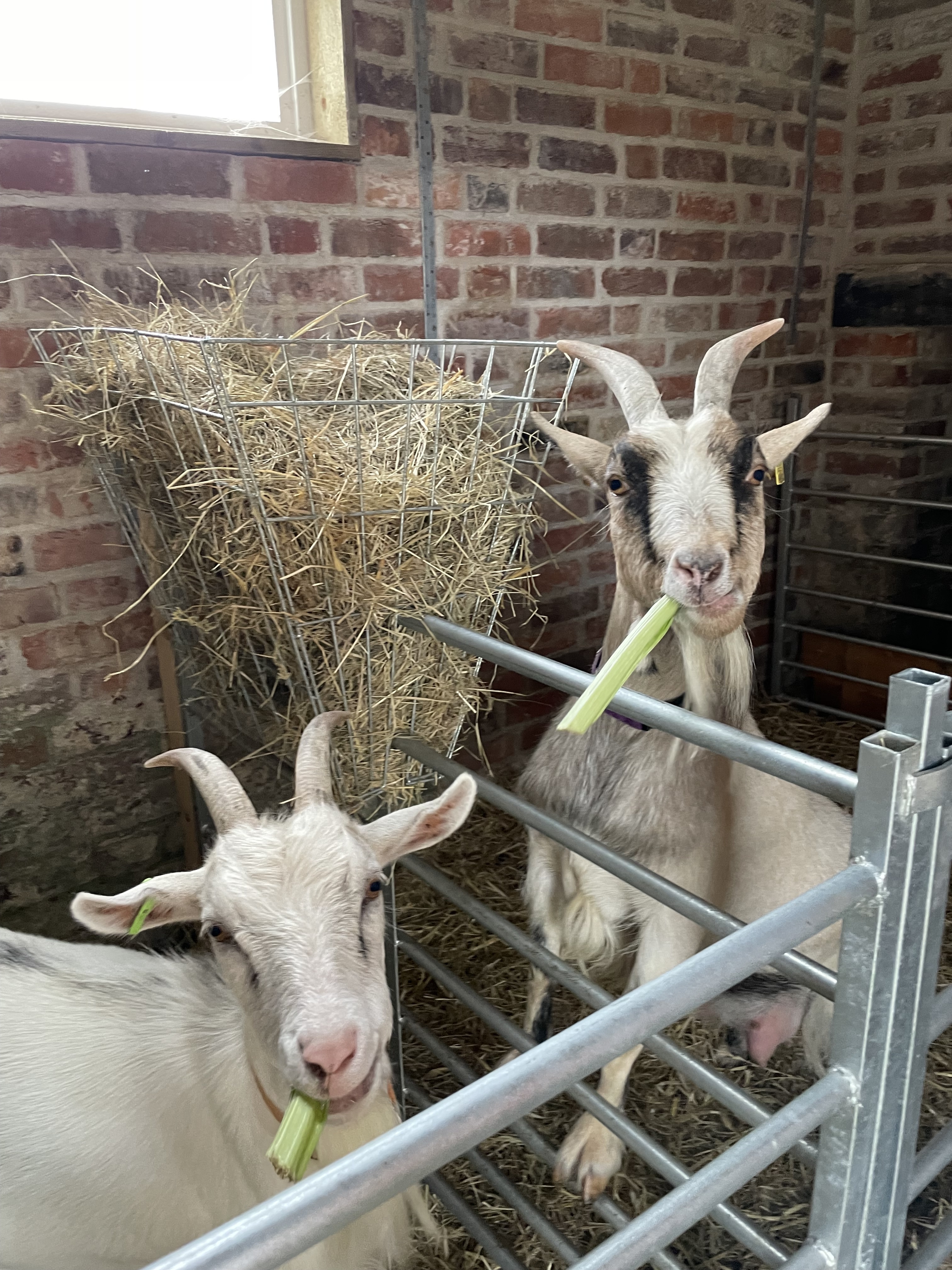 Dwarf Dairy Goat Experience.