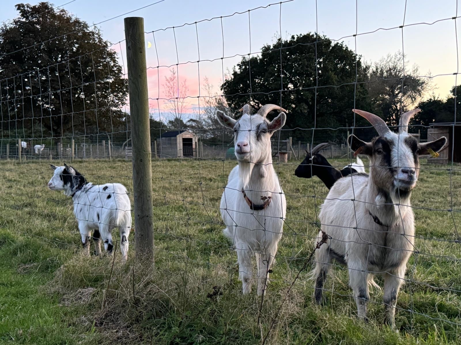 Dwarf Dairy Goat Experience. 