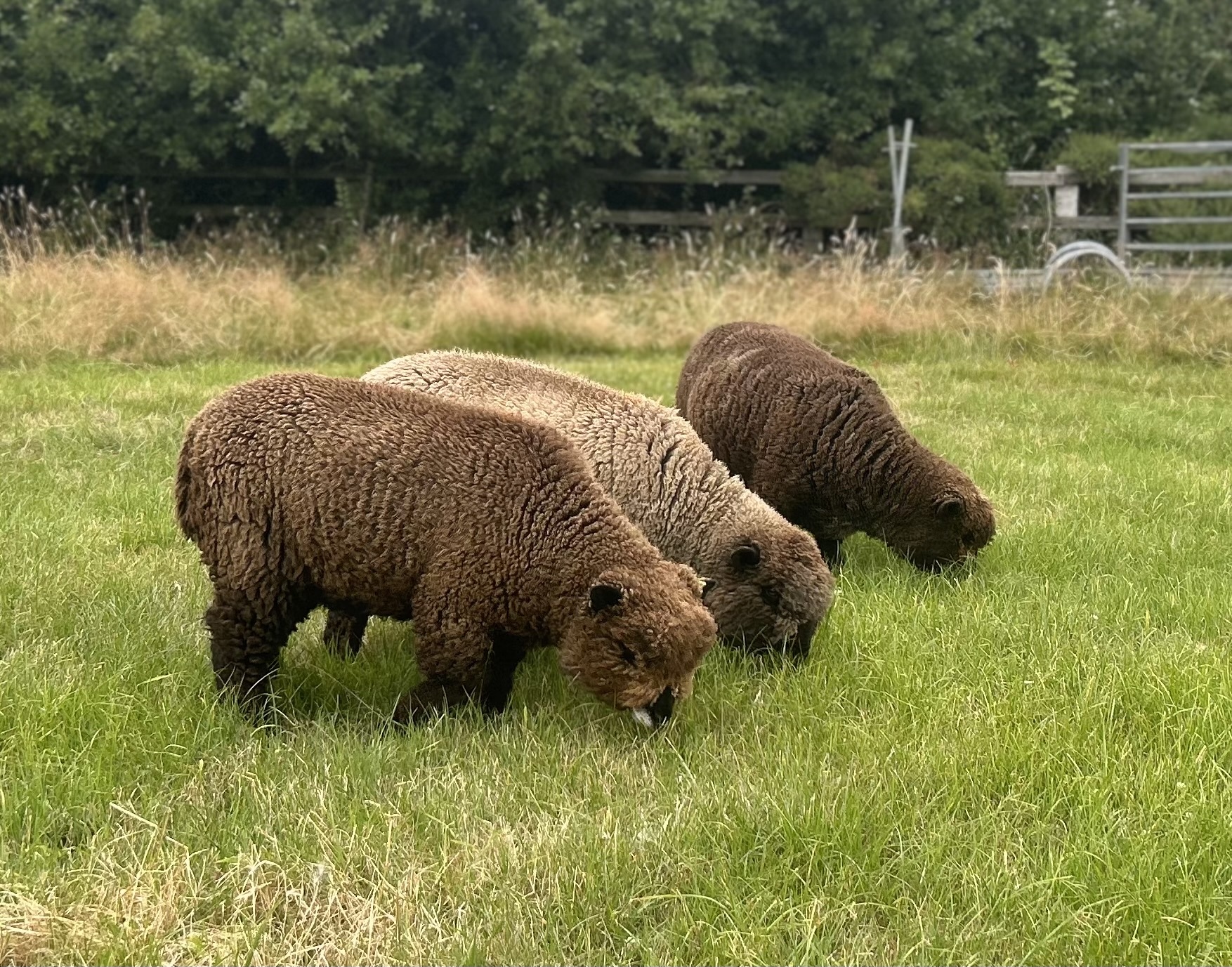 Meet Our Coloured Ryeland Sheep
