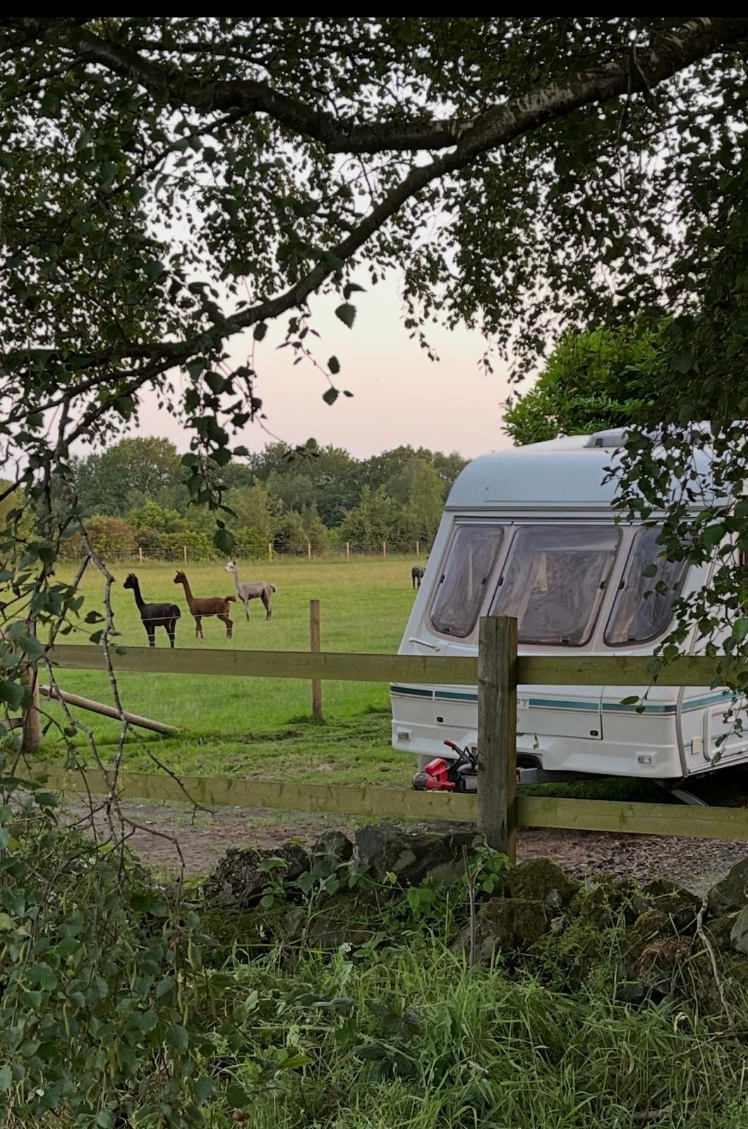 Quirky Caravan Stay on an Alpaca farm