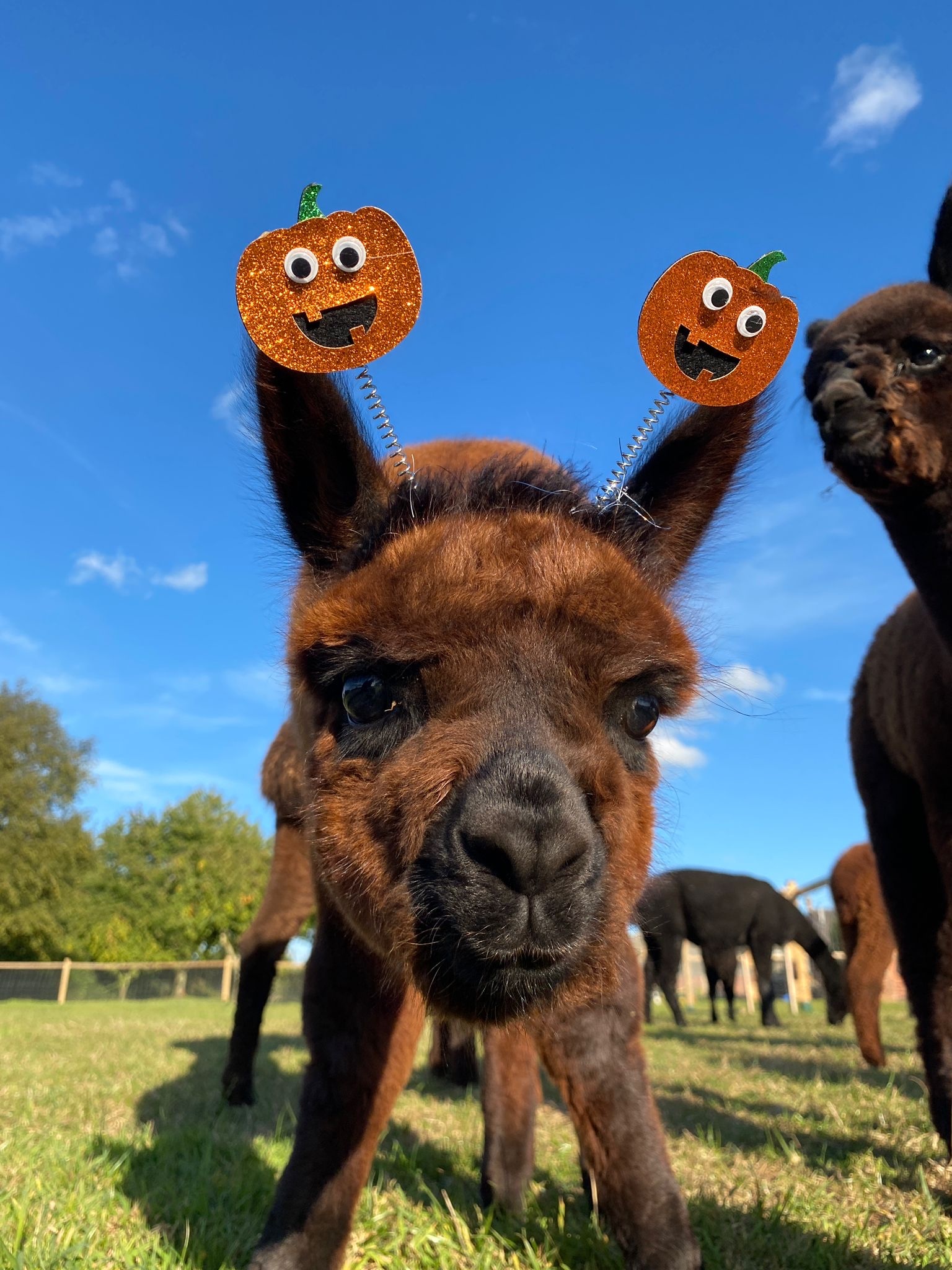 Alpacas & Pumpkins 2026