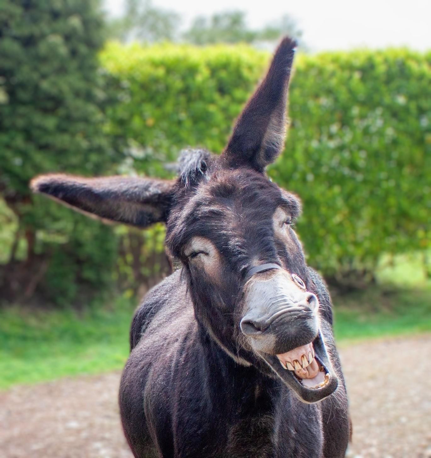 Donkey Trekking Experience on Wetley Moor