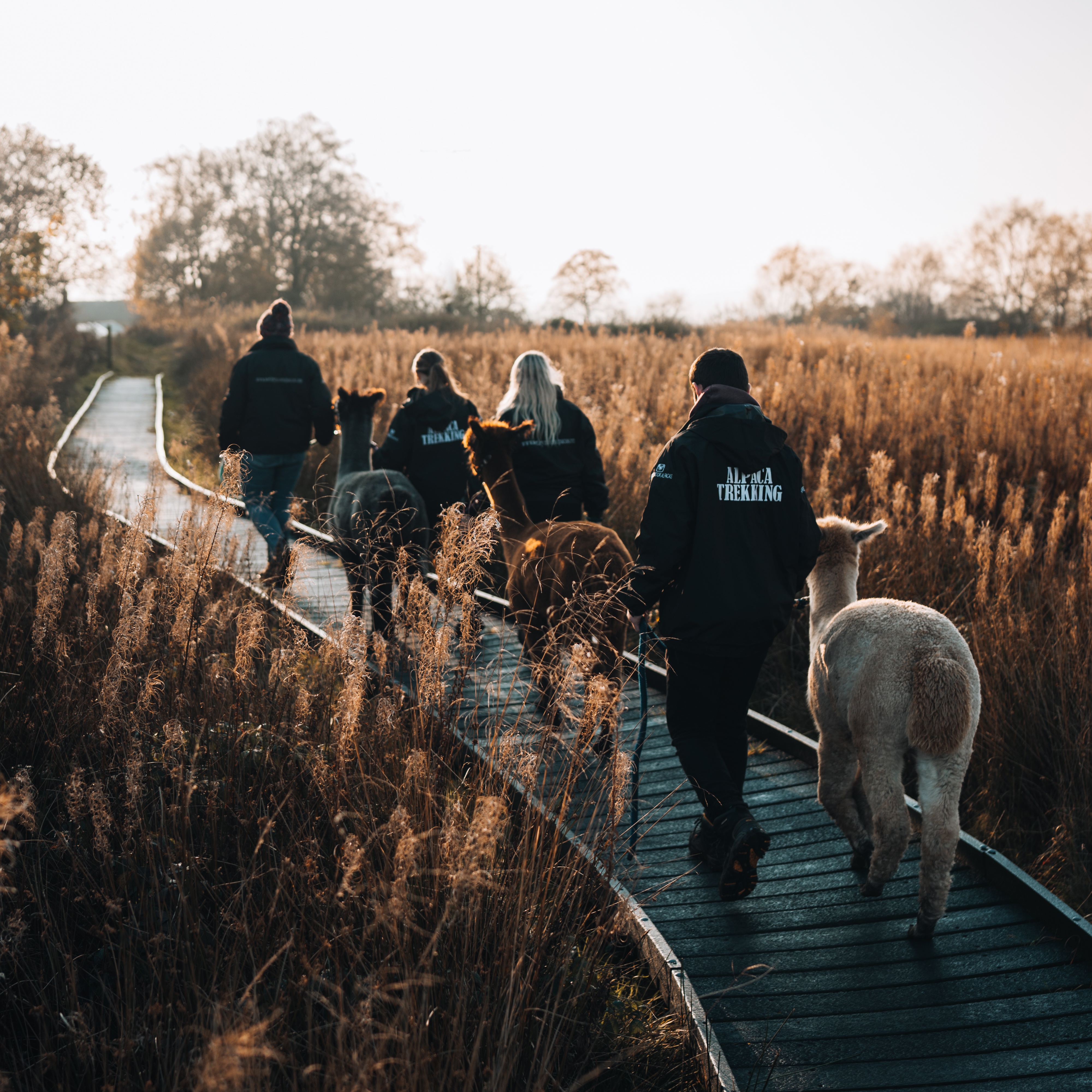 Alpaca Trekking Experience on Wetley Moor Common