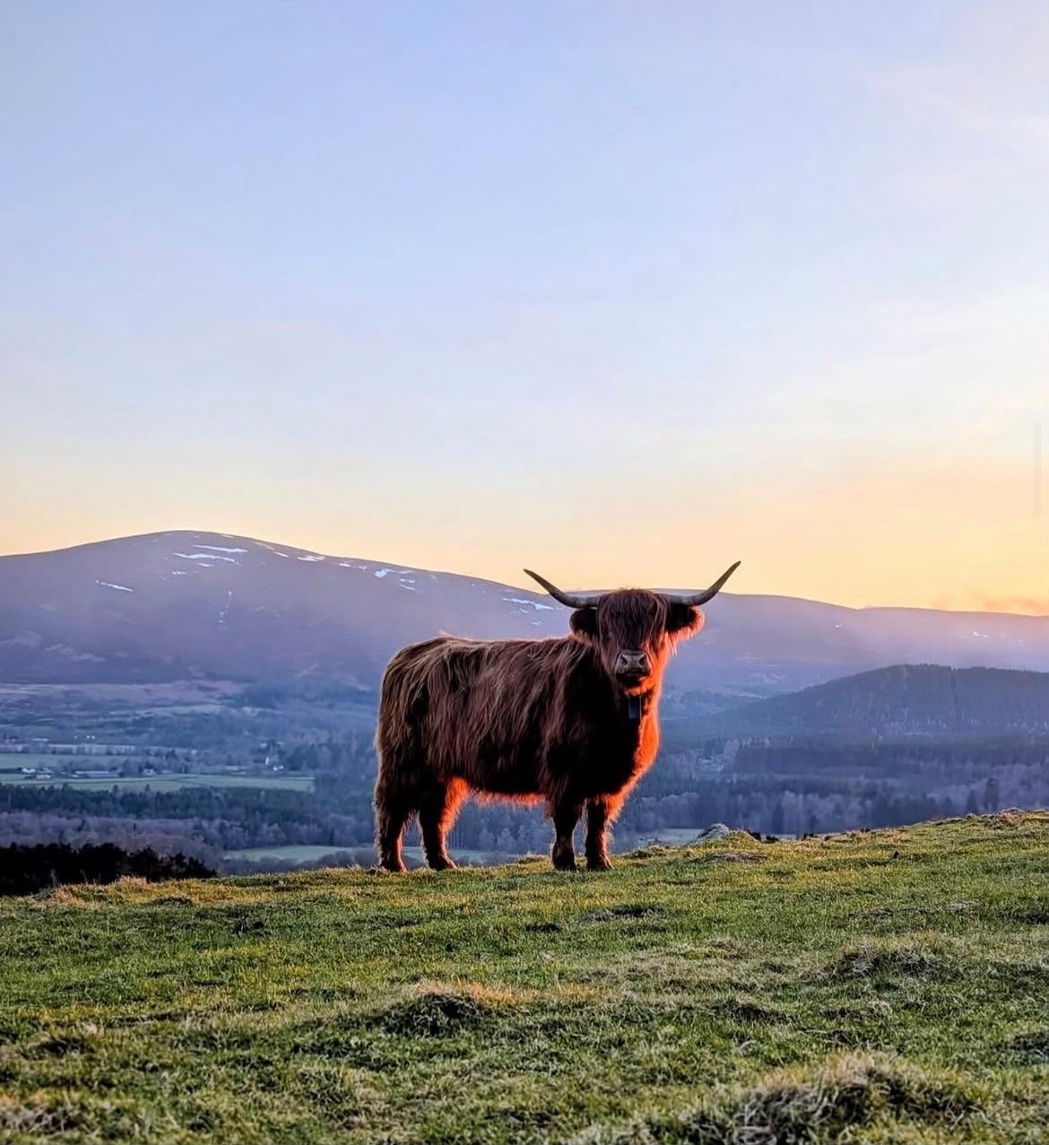 Highland Cow Experience