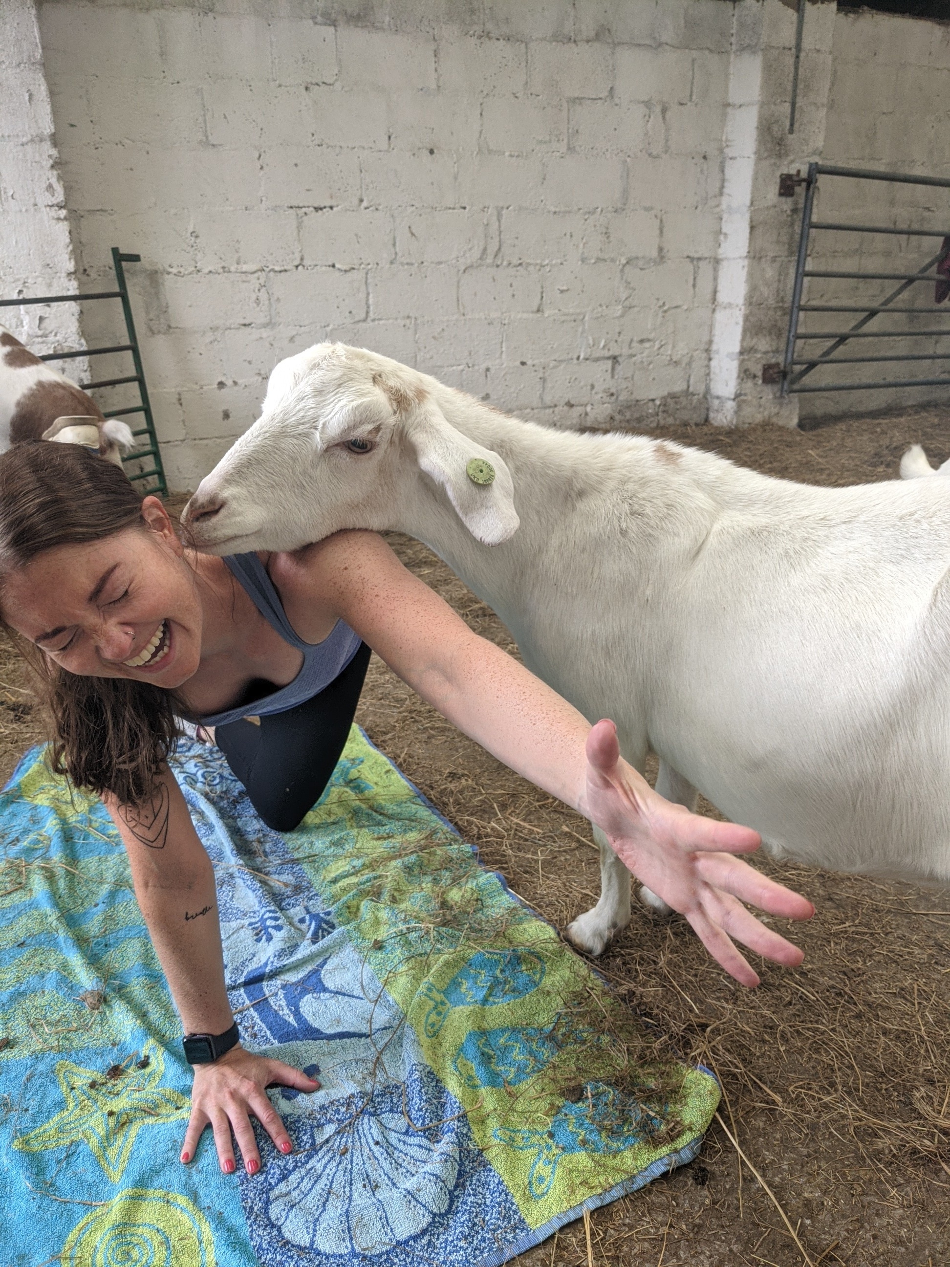 GOAT YOGA near Manchester/ Liverpool