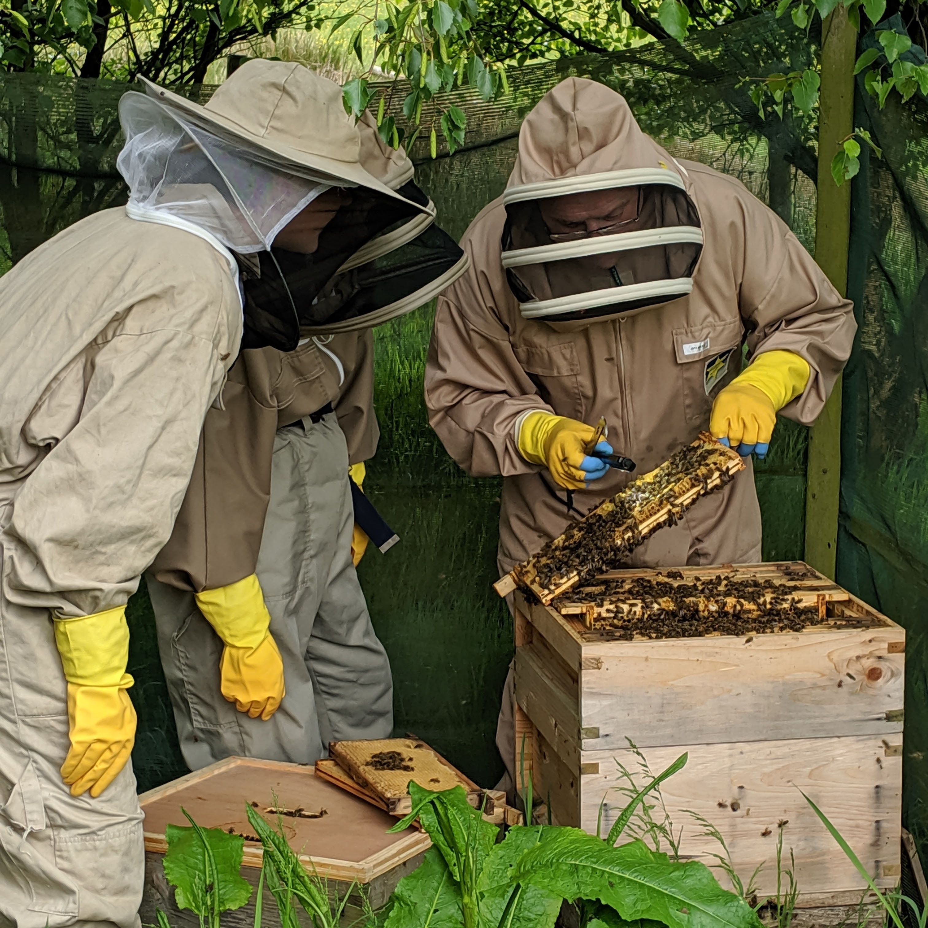 Beekeeping 🐝 Learn how to look after honey bees 