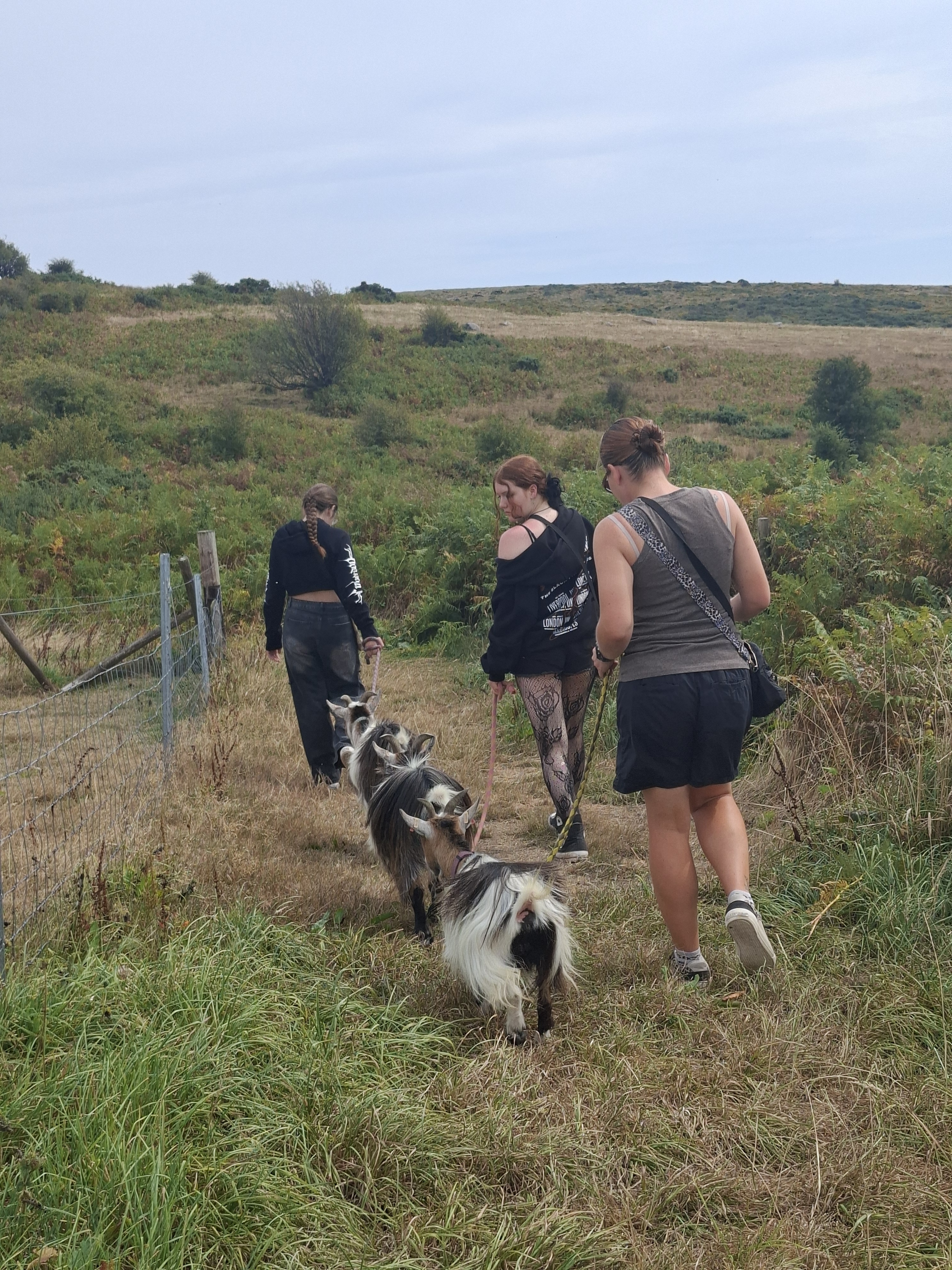 Meet the Pygmy Goats