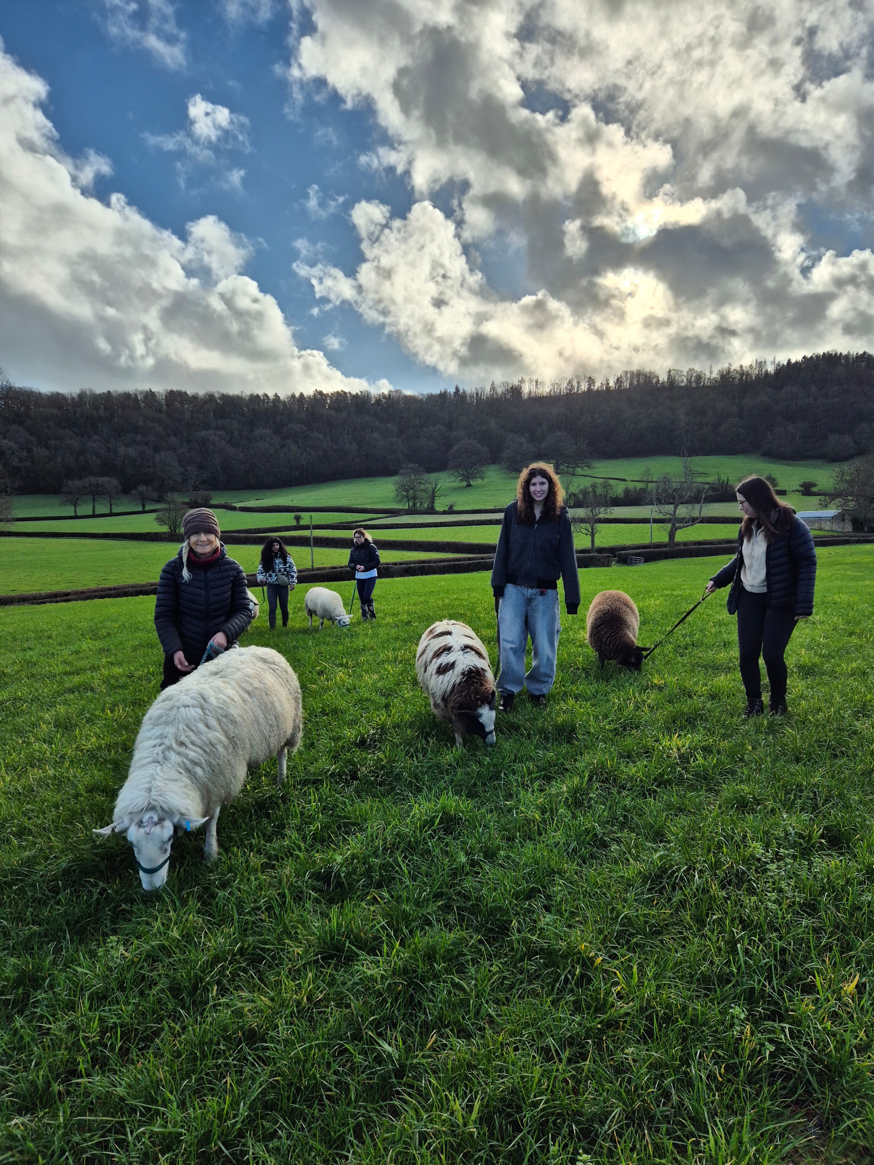 Sheep Trekking