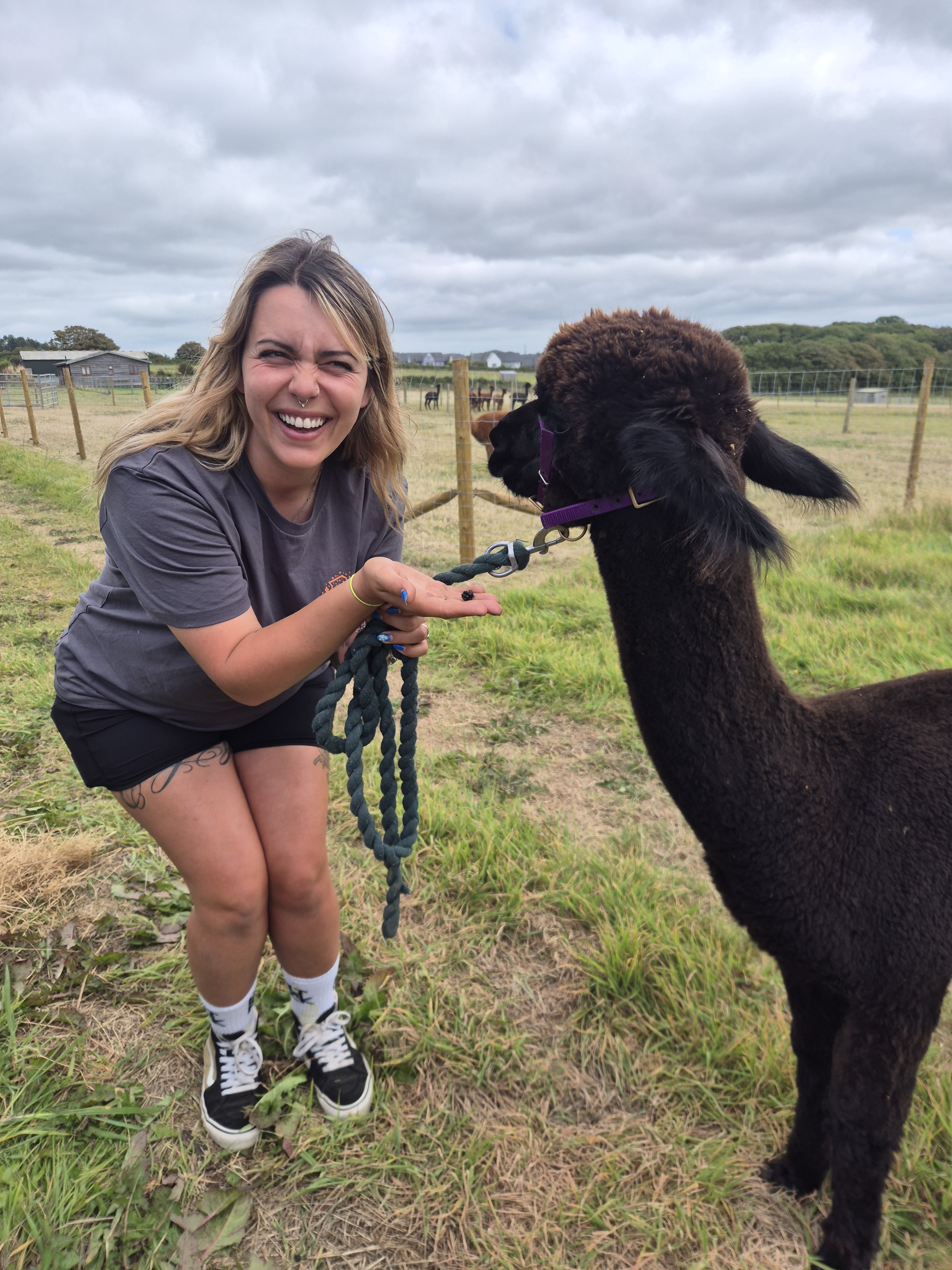 Alpaca Meet and Greet