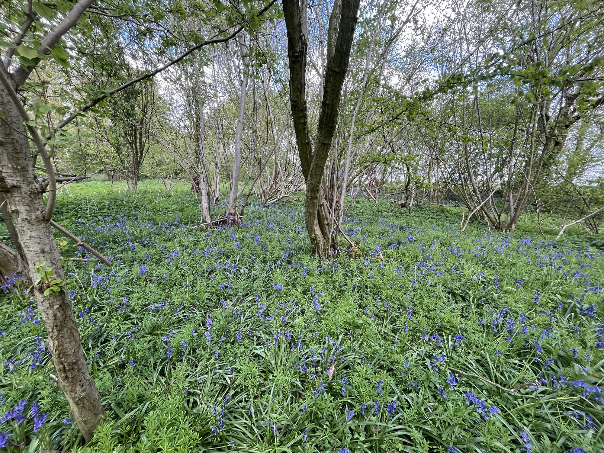 Wood Farm Walks - Private Exclusive Use Walking