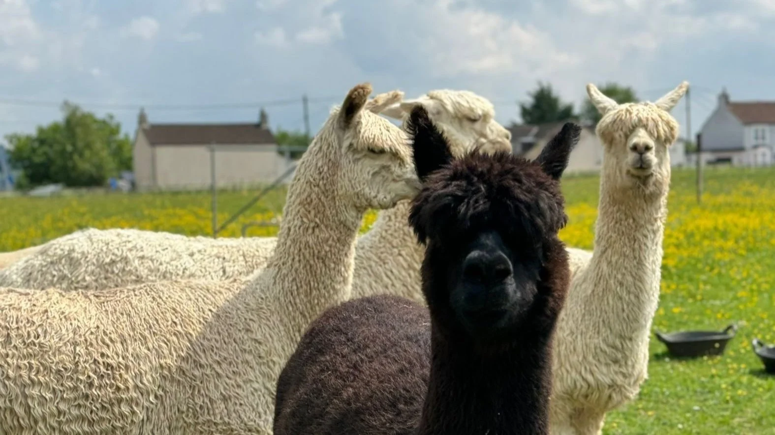 Alpaca Meet & Greet
