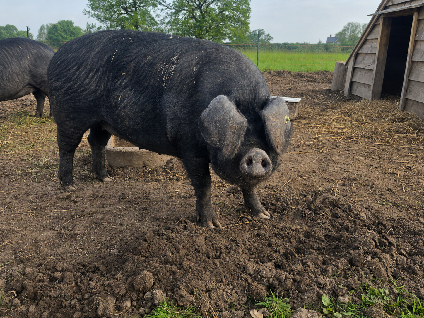Among the Pigs