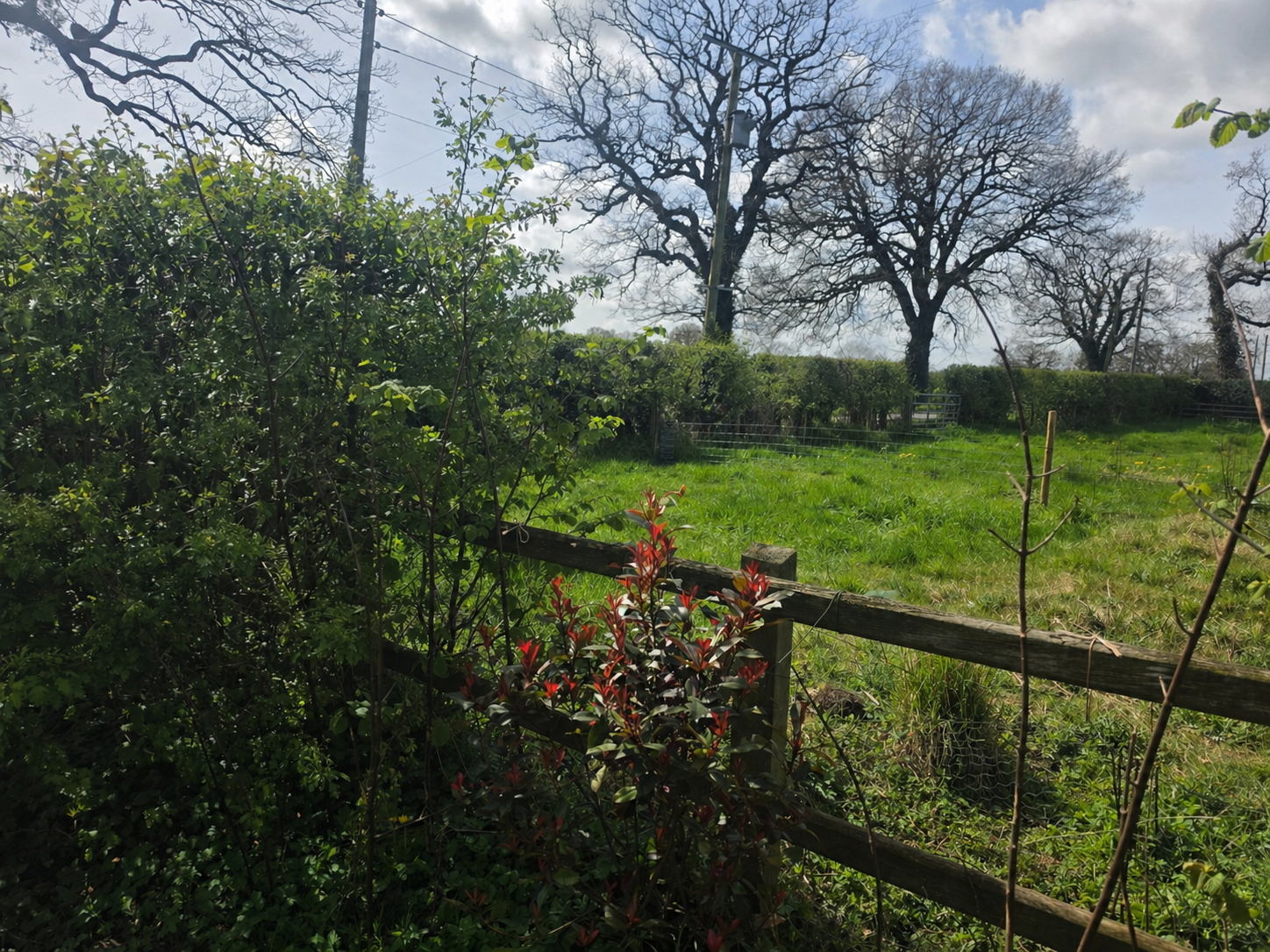 Foraging Walk & Hedgerow Harvest