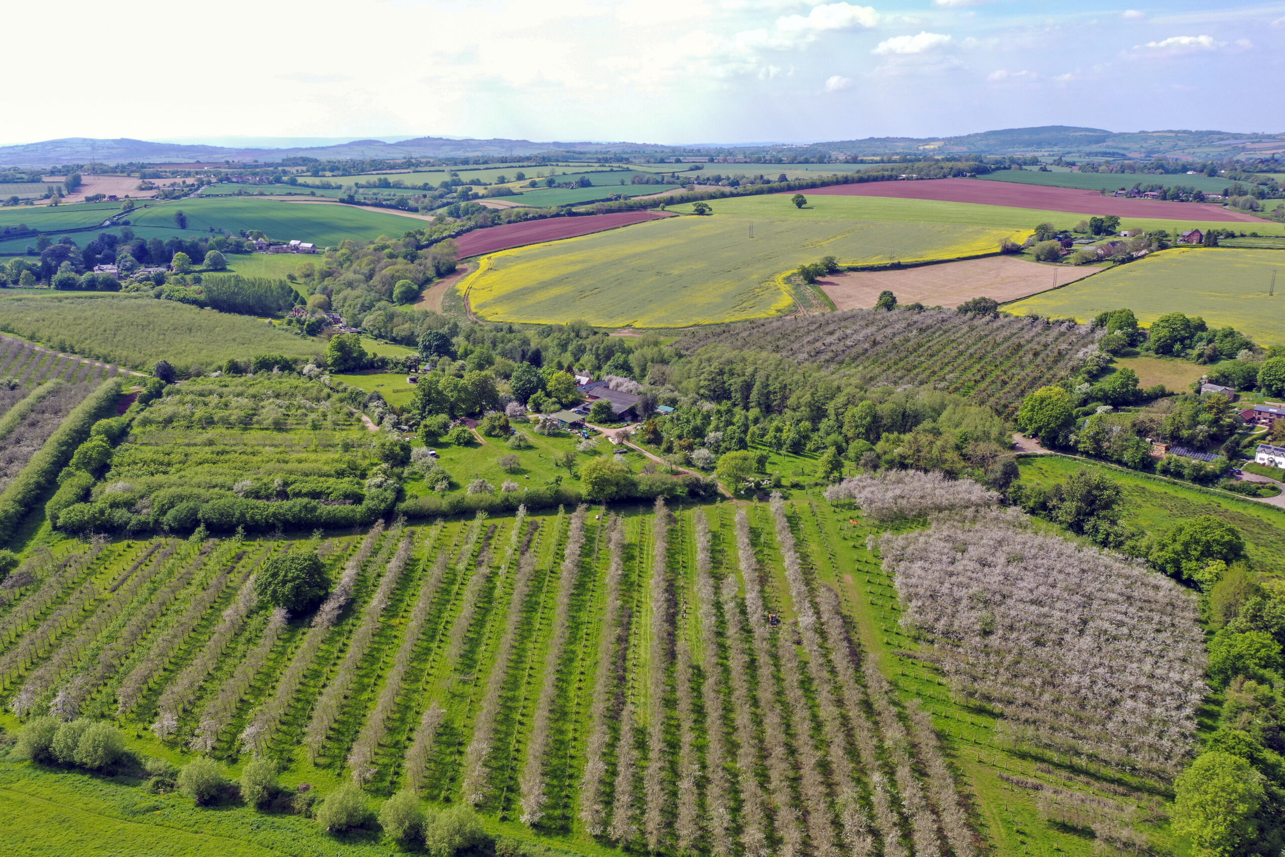 The Orchard Walk
