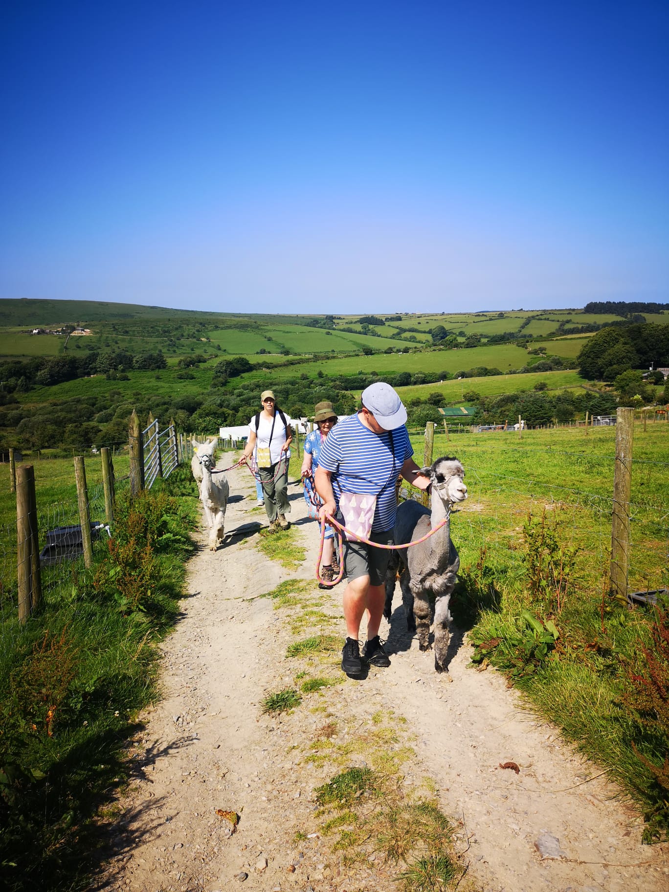 Alpaca Trekking Experience