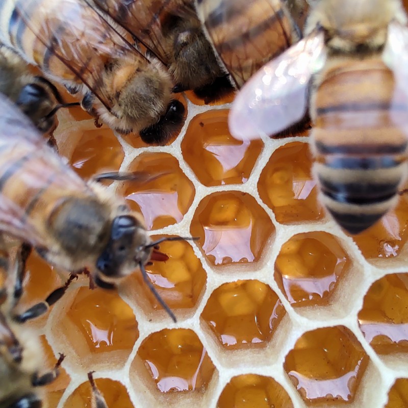 The Hive - Beekeeping Experience