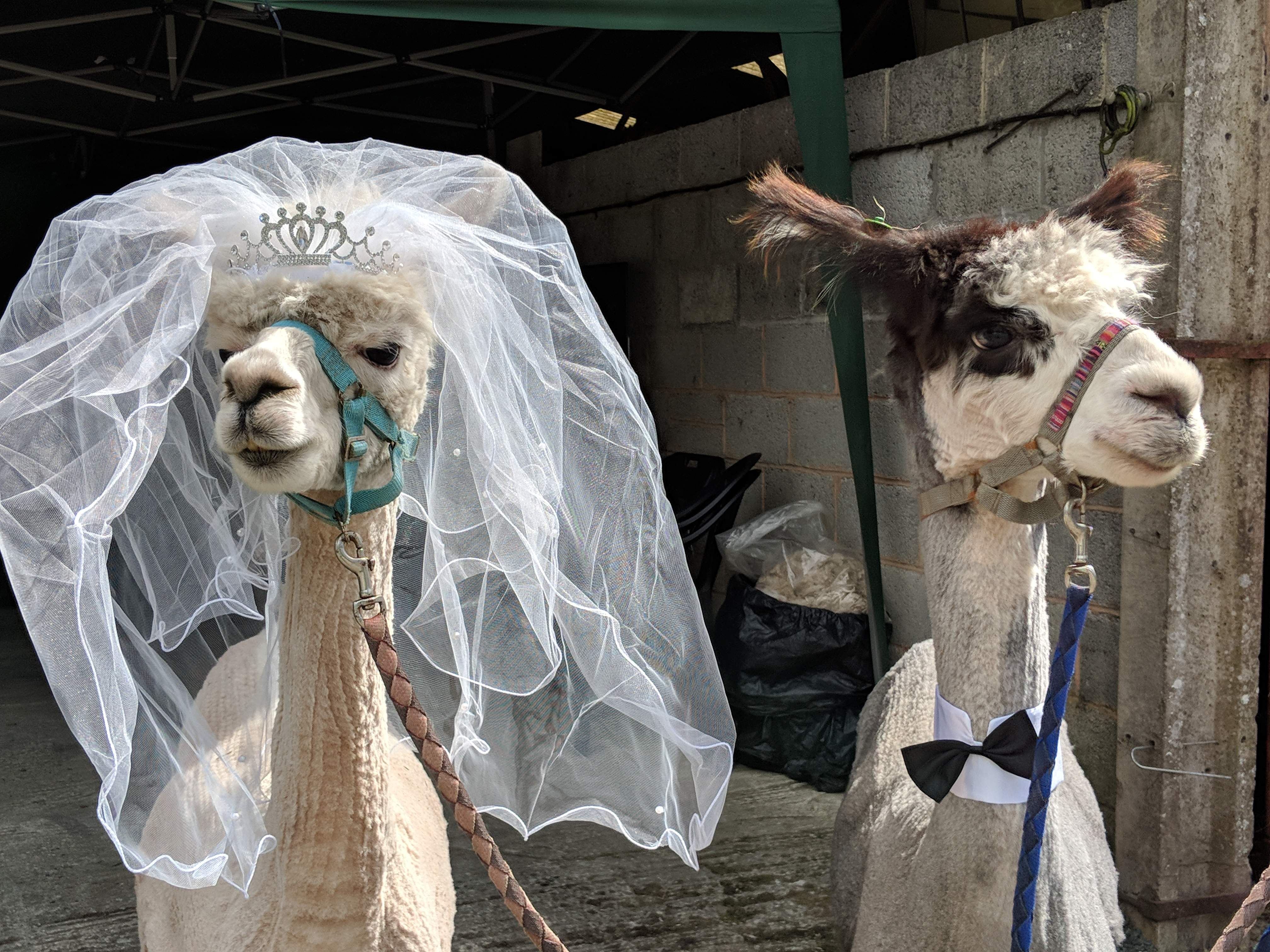 Weddings & Hen Parties with Alpacas