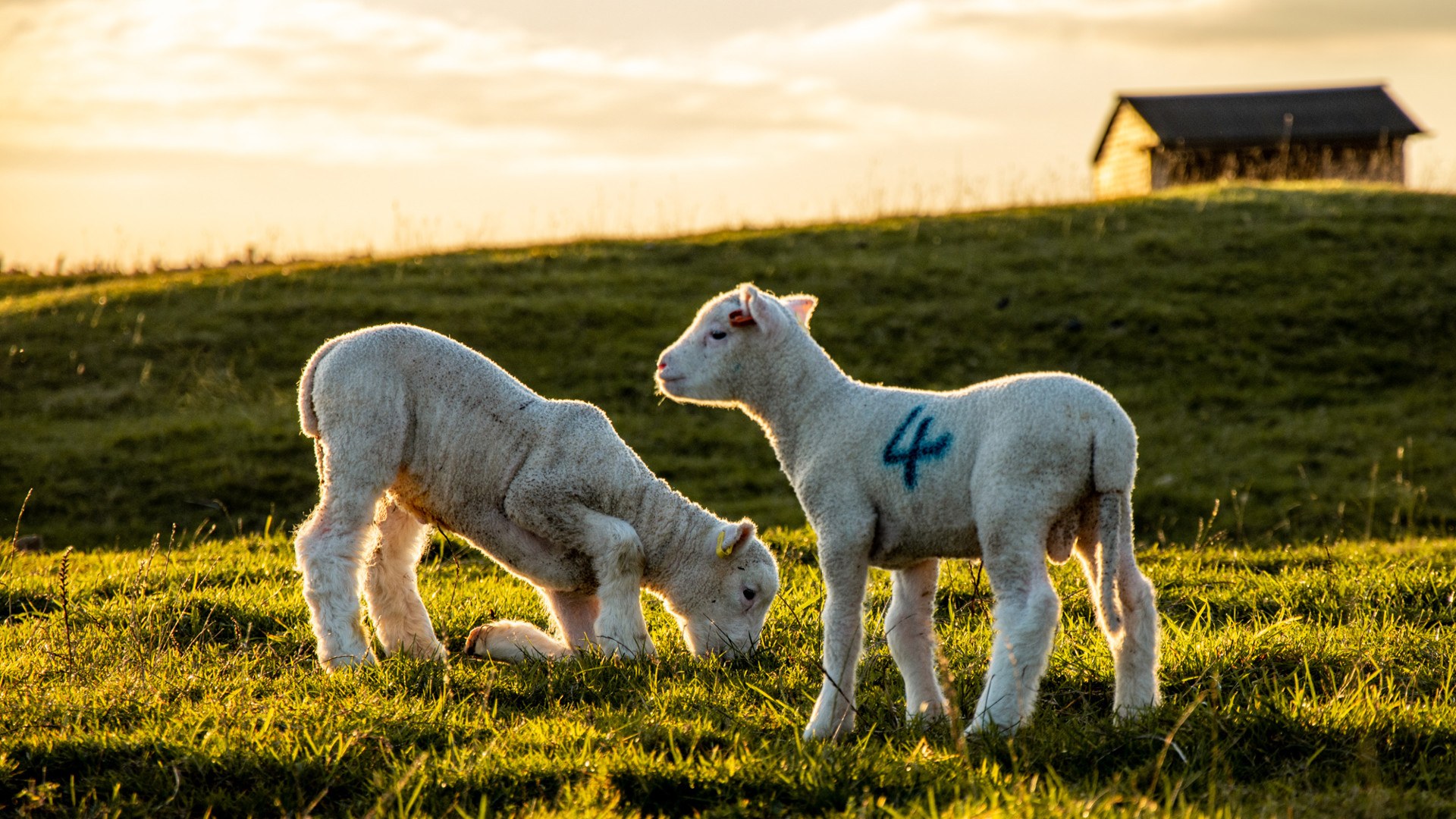 Cotswold Farm Park