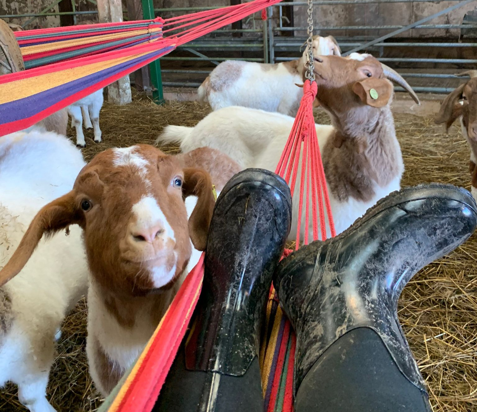 Hang Out With Goats