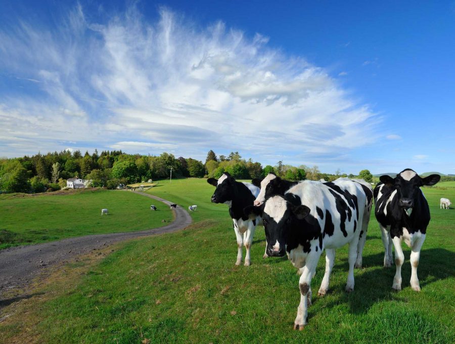 Group Stays at Kirkwood Real Farms